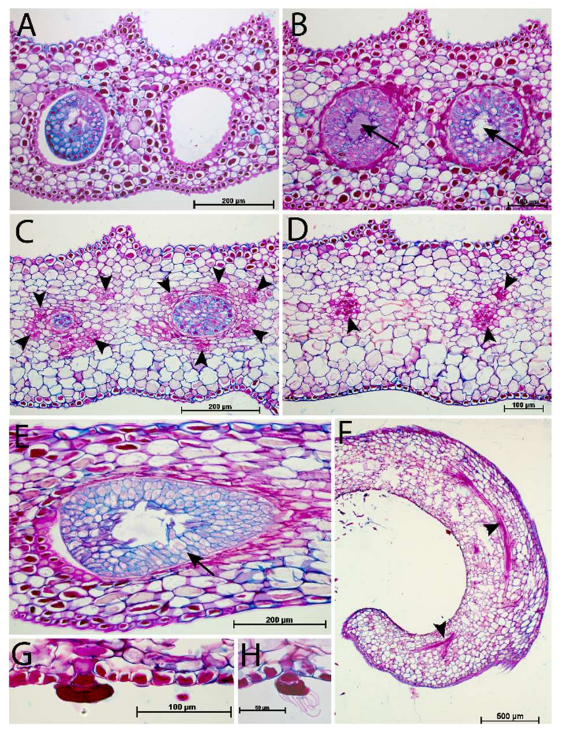 Plants 09 01603 g004