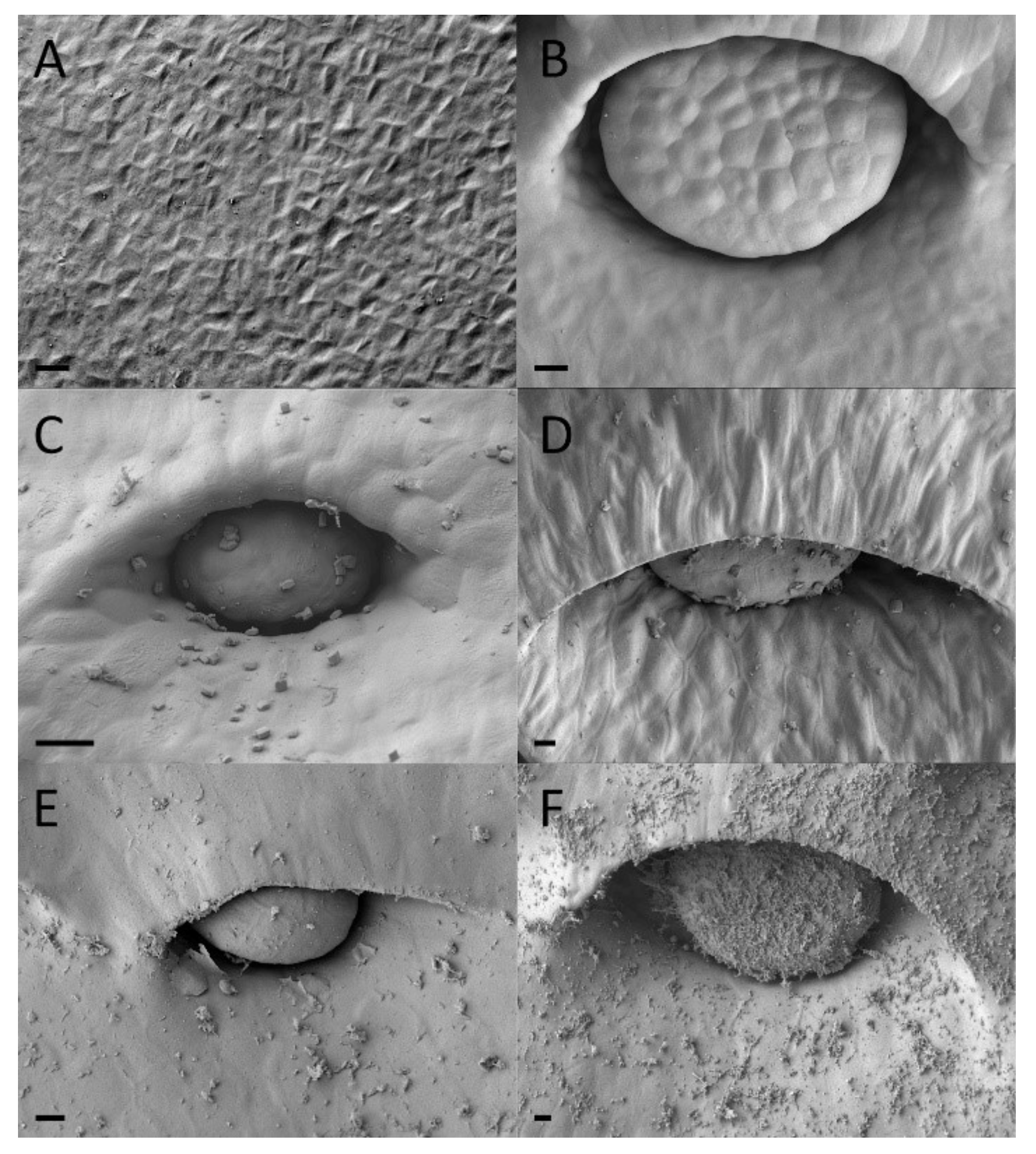 Plants 09 01603 g006