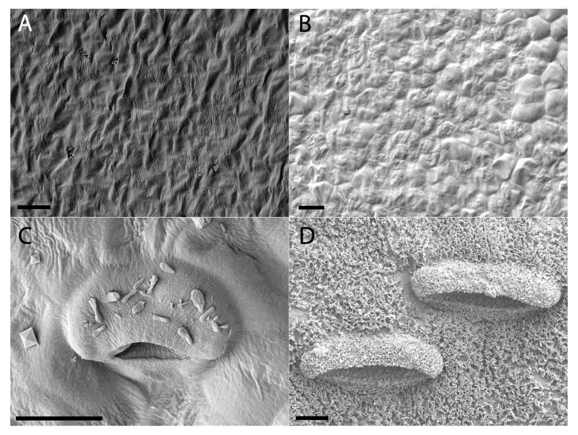 Plants 09 01603 g007