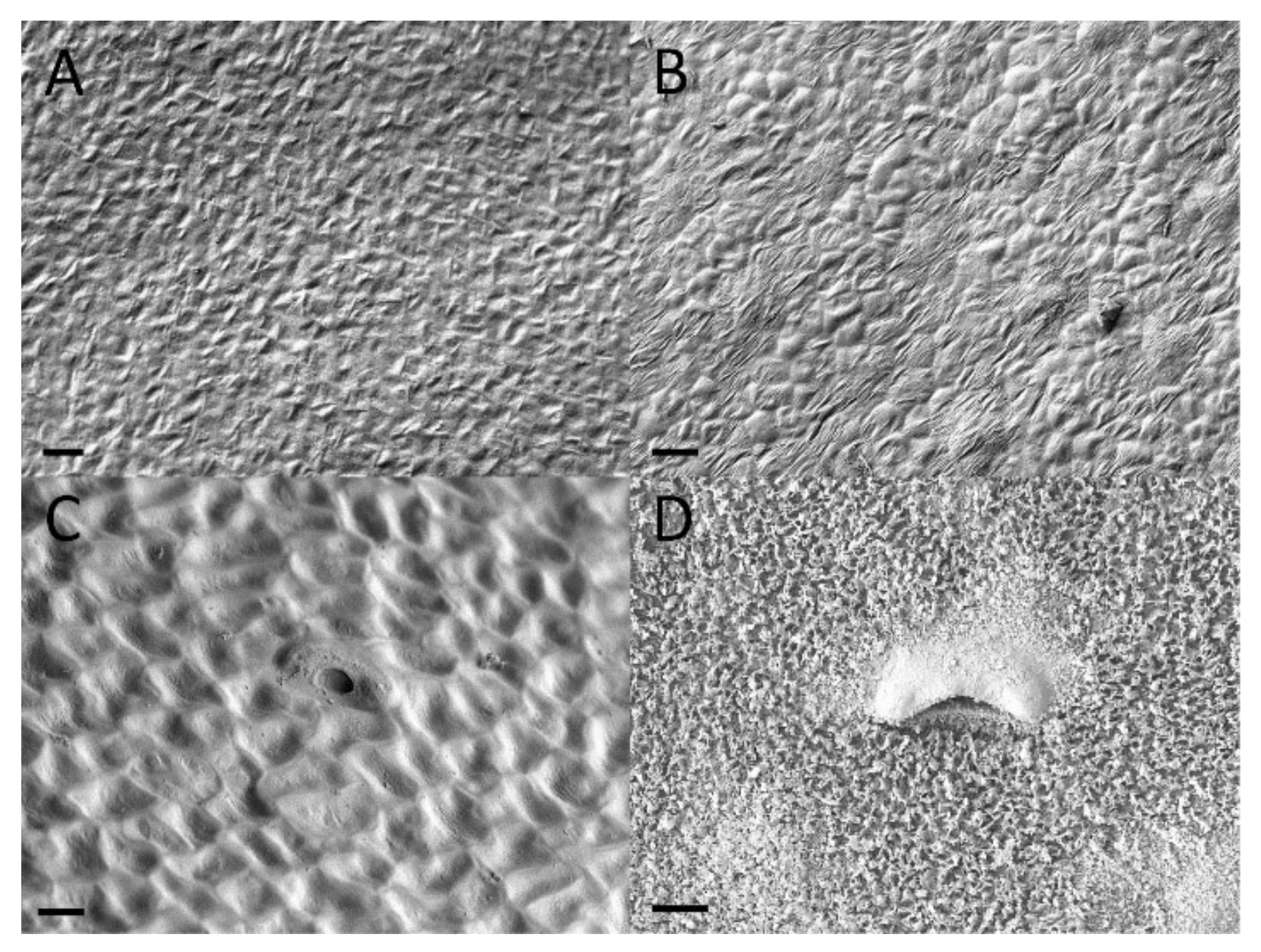 Plants 09 01603 g008