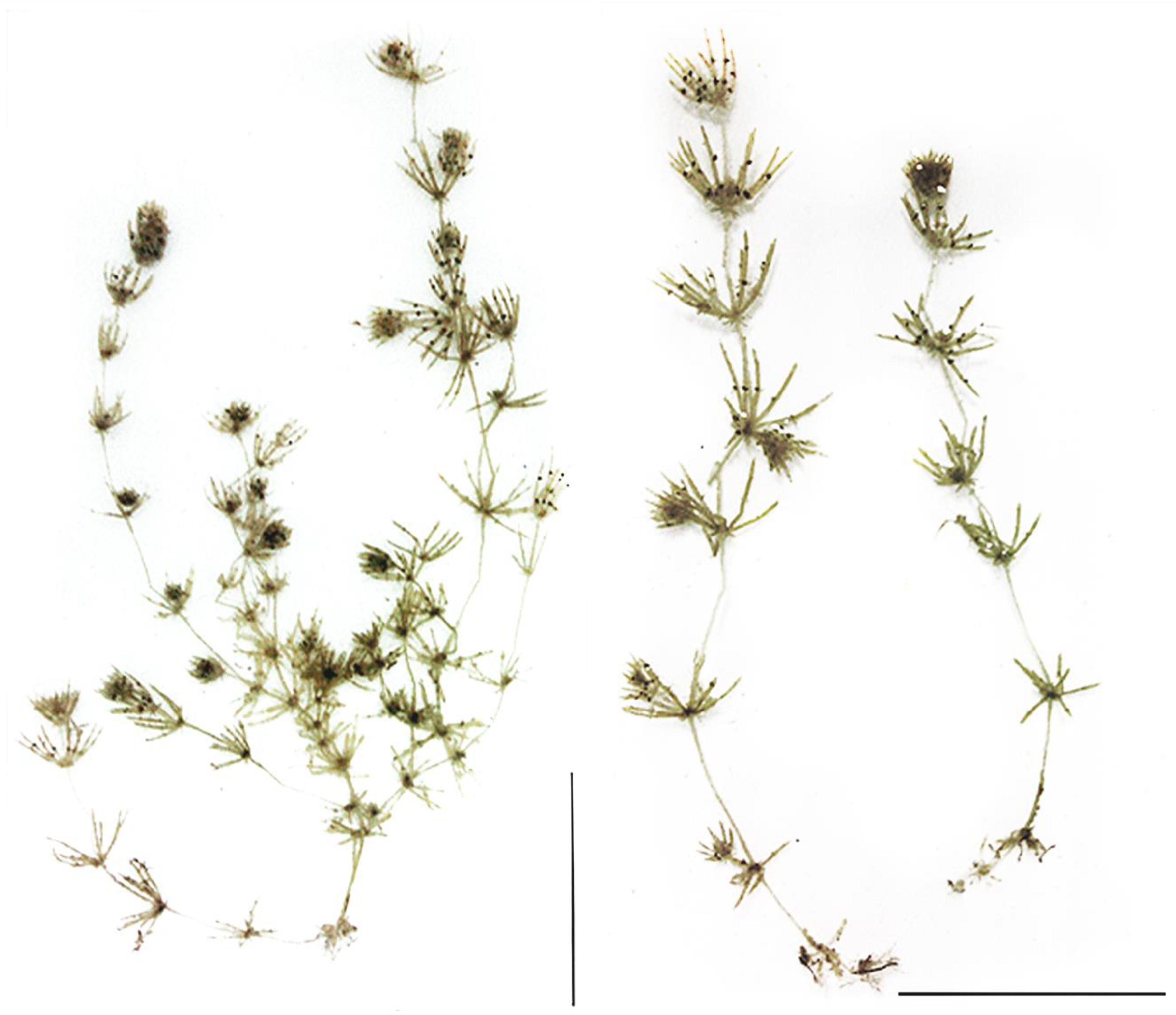 Plants 09 01606 g001 Plants 09 01606 g001