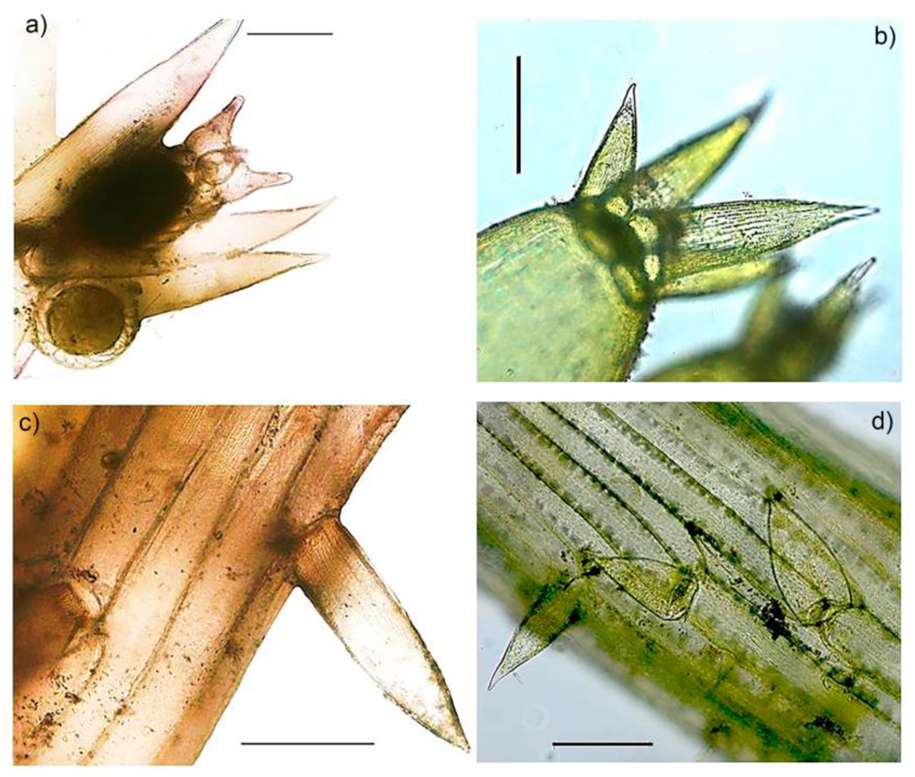 Plants 09 01606 g002 Plants 09 01606 g002