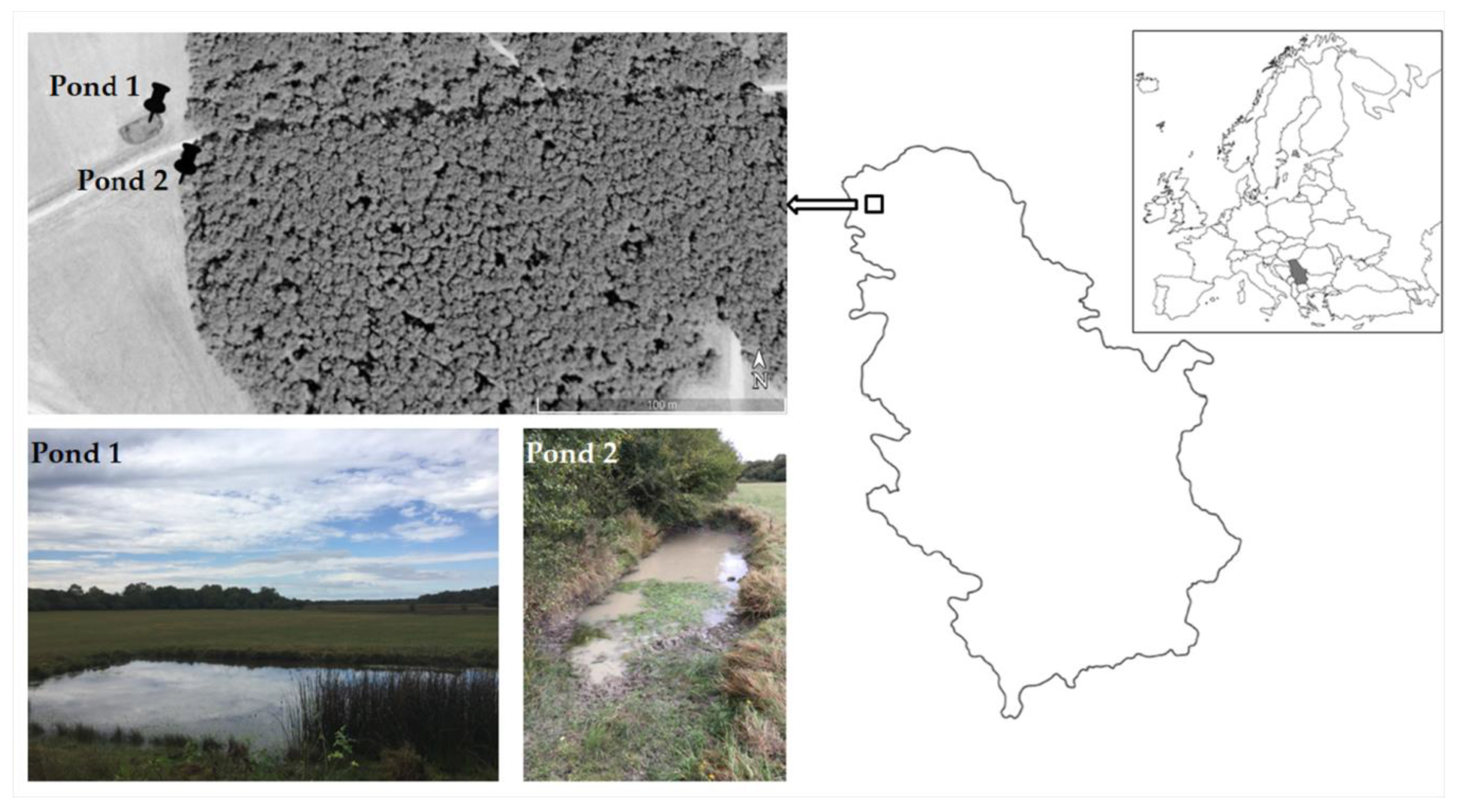 Plants 09 01606 g004 Plants 09 01606 g004