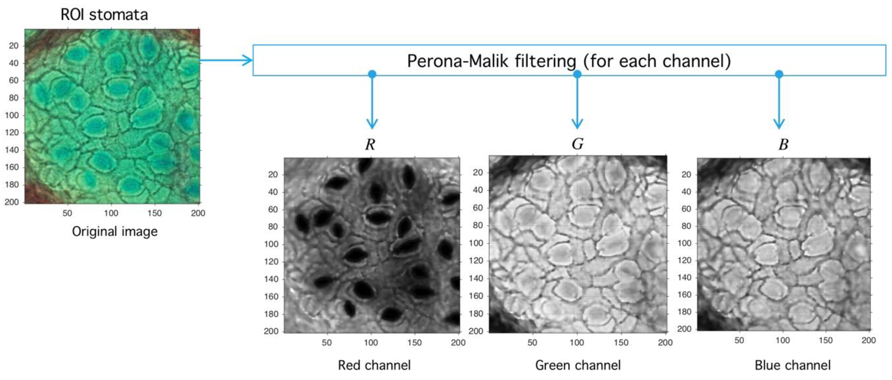 Plants 09 01613 g001 Plants 09 01613 g001