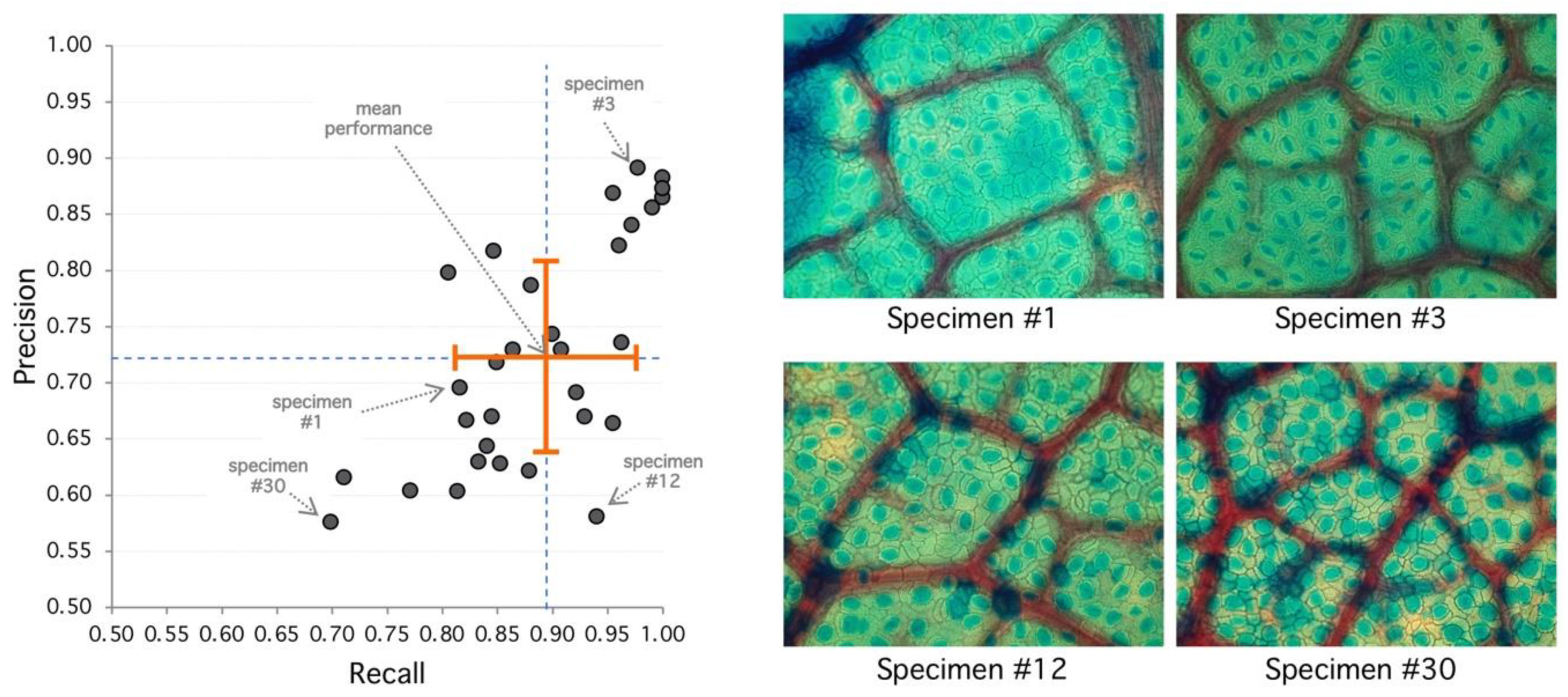 Plants 09 01613 g003 Plants 09 01613 g003