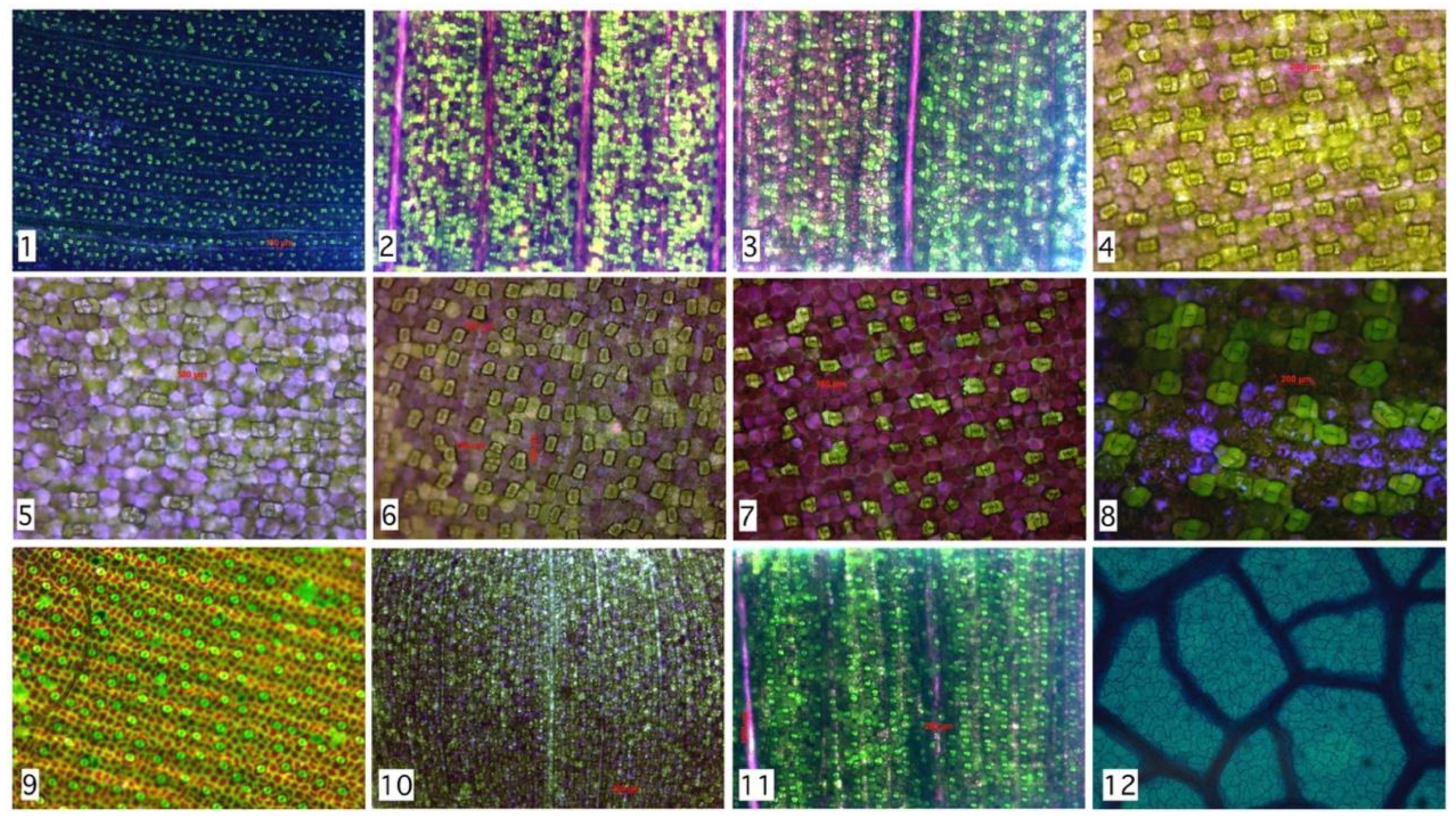 Plants 09 01613 g005 Plants 09 01613 g005