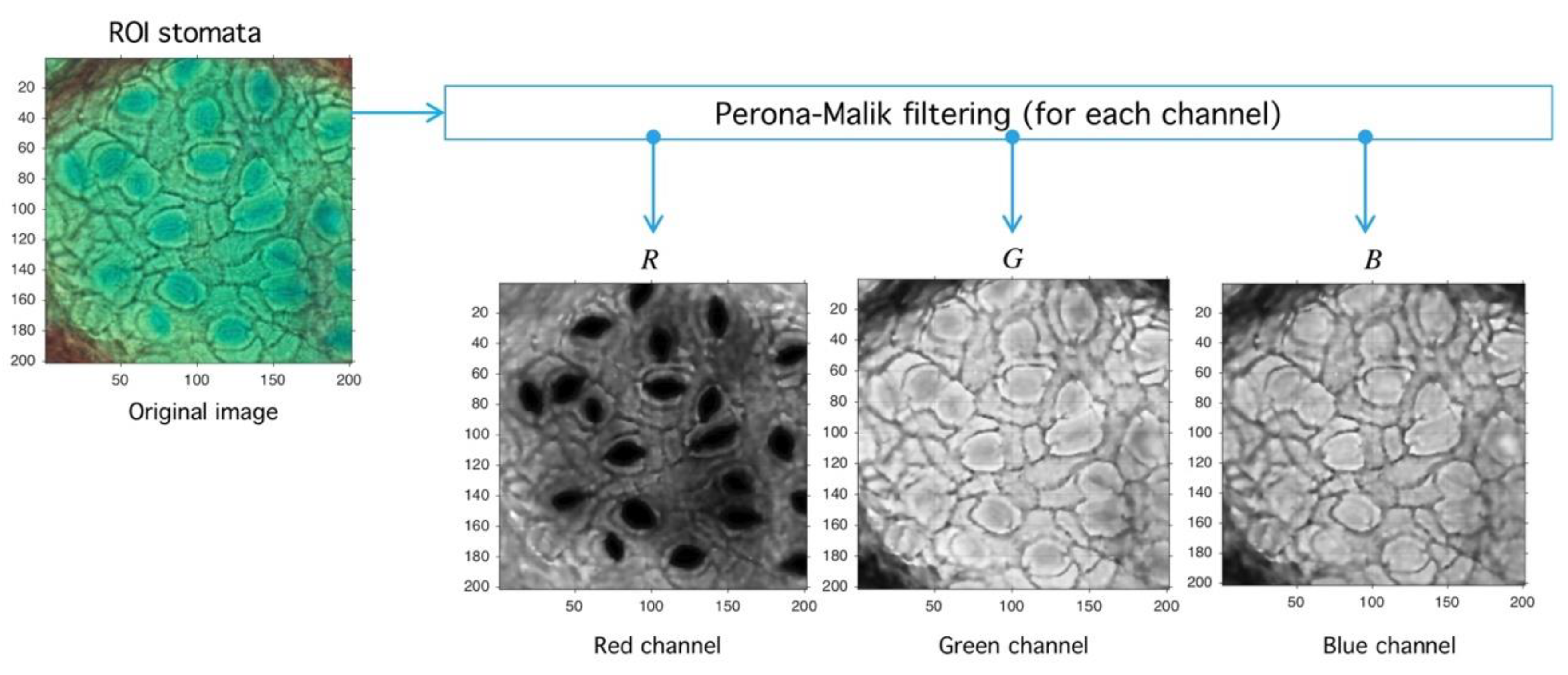 Plants 09 01613 g011 Plants 09 01613 g011