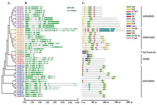 Plants | Special Issue : Polyploidy and Evolution in Plants