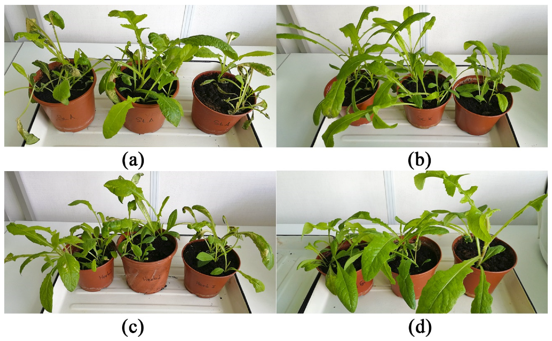 Plants 09 01621 g007 Plants 09 01621 g007