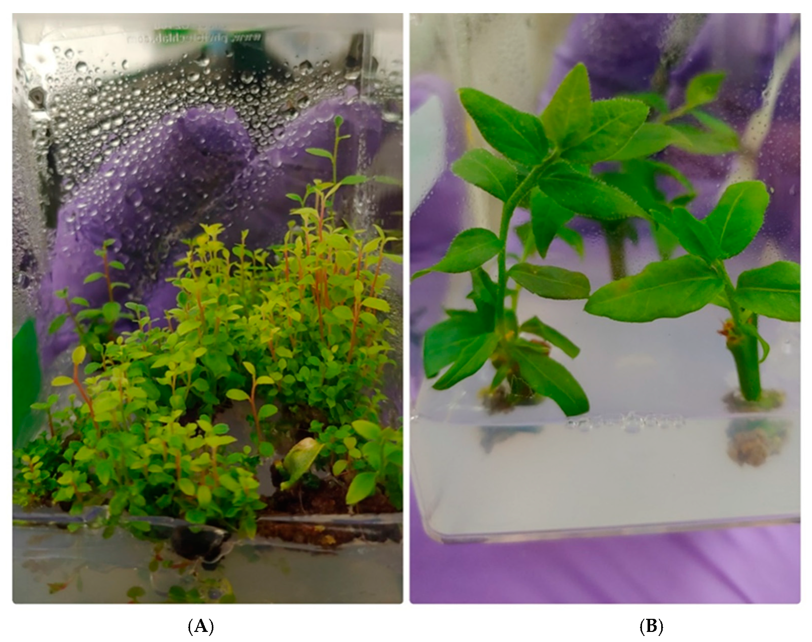 Plants 09 01624 g001