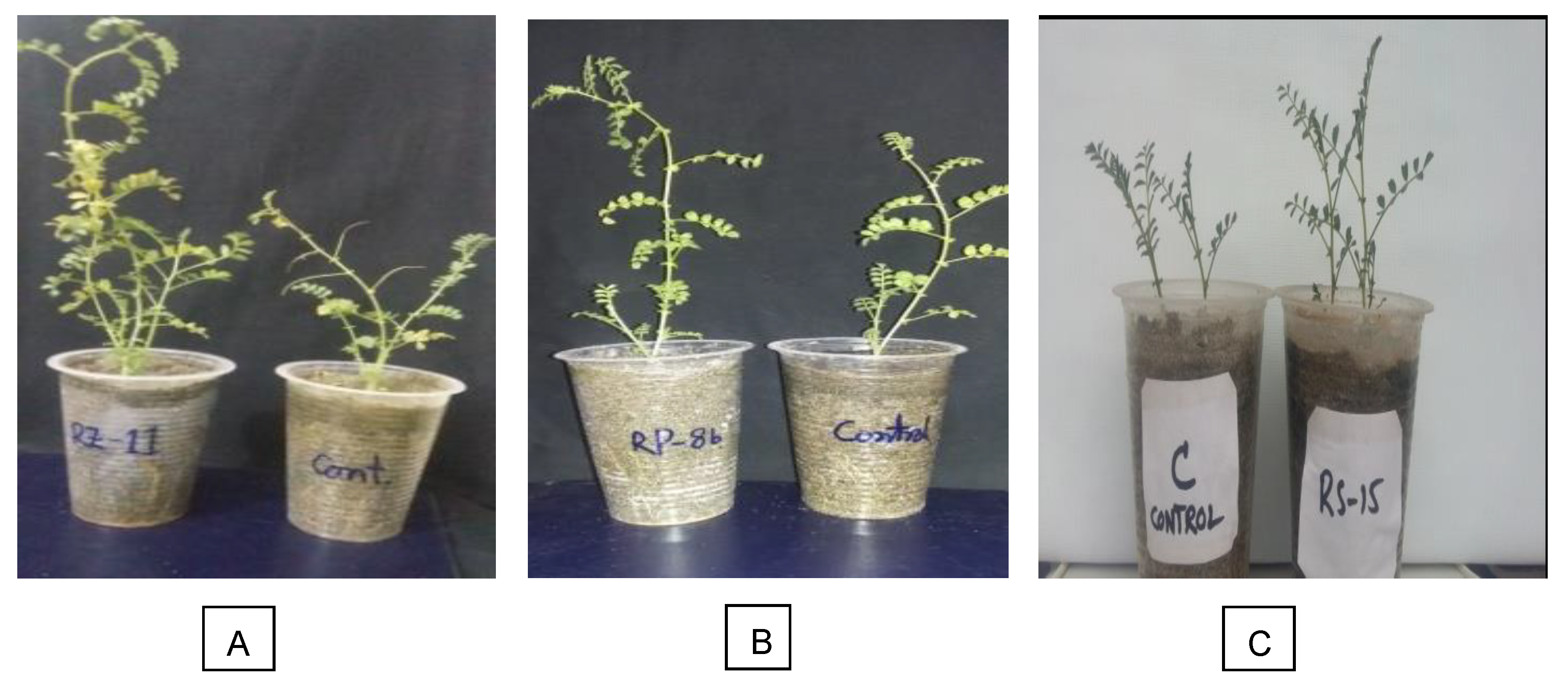 Plants 09 01629 g003