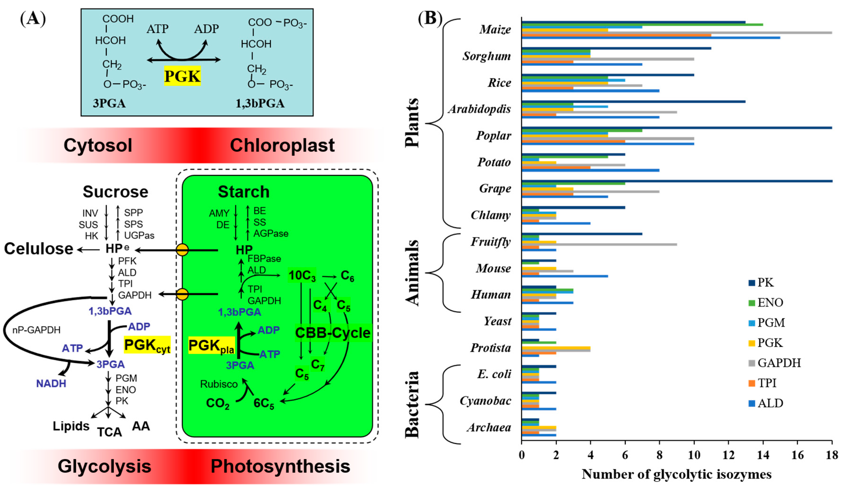 Plants 09 01639 g001