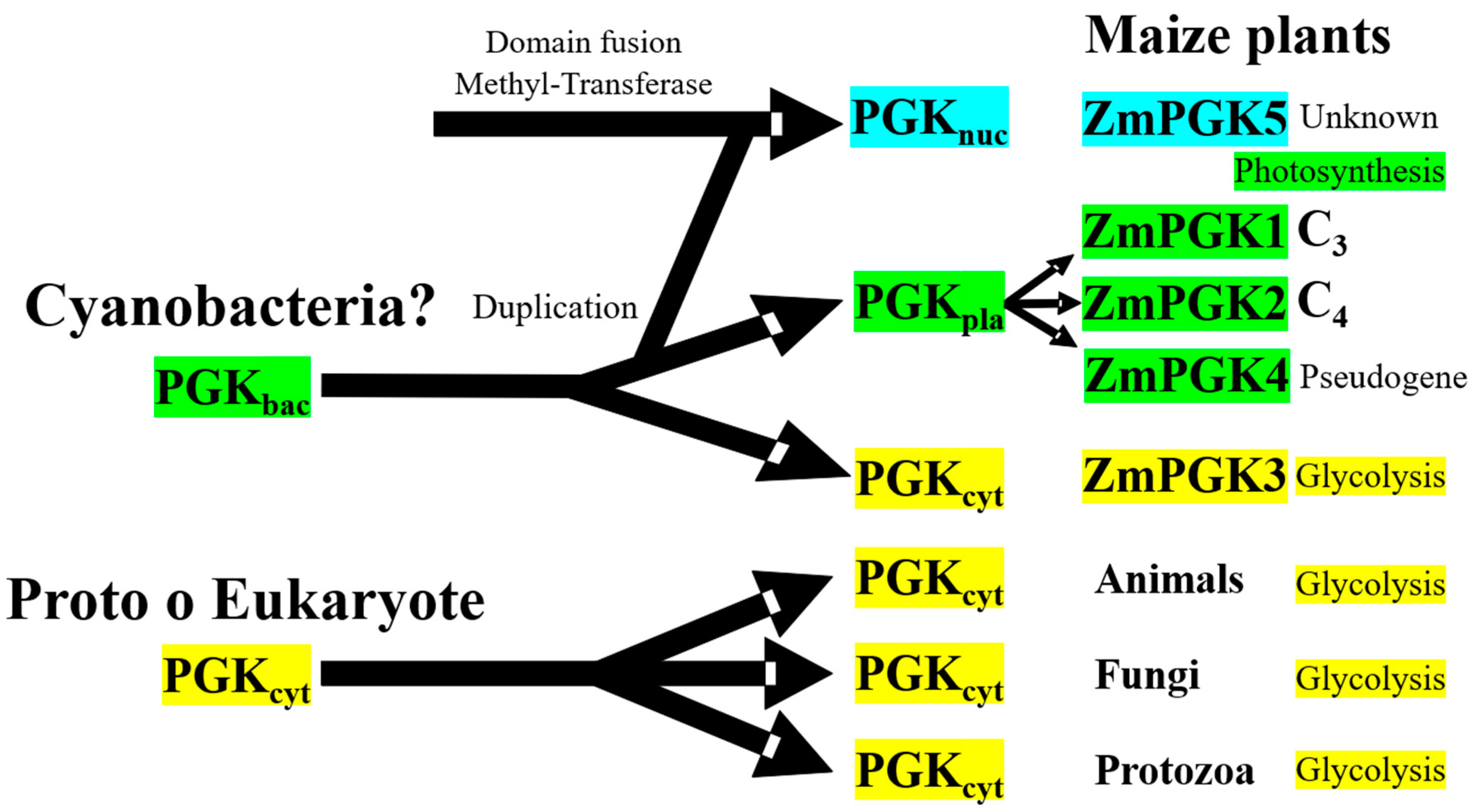 Plants 09 01639 g008