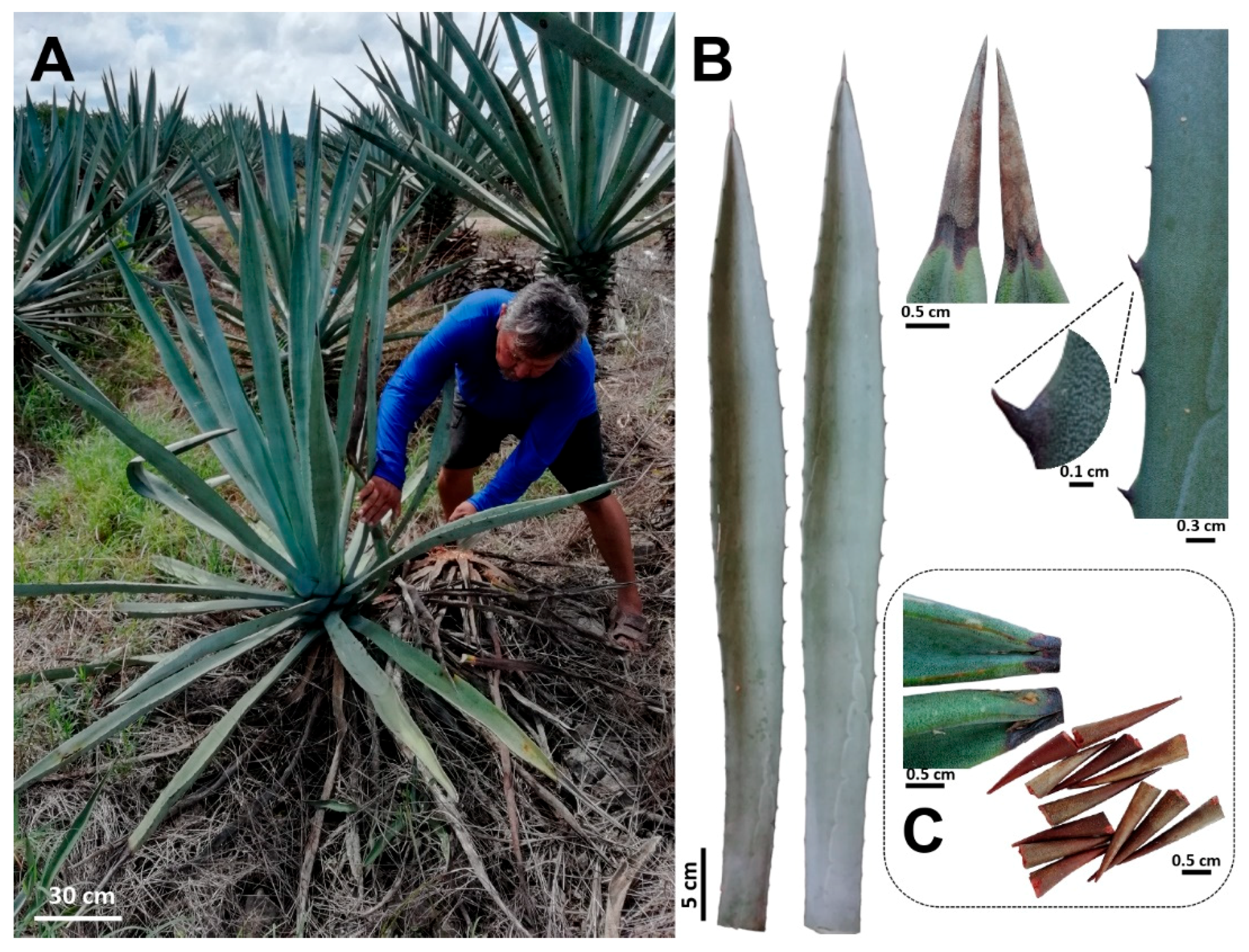 Plants 09 01642 g005