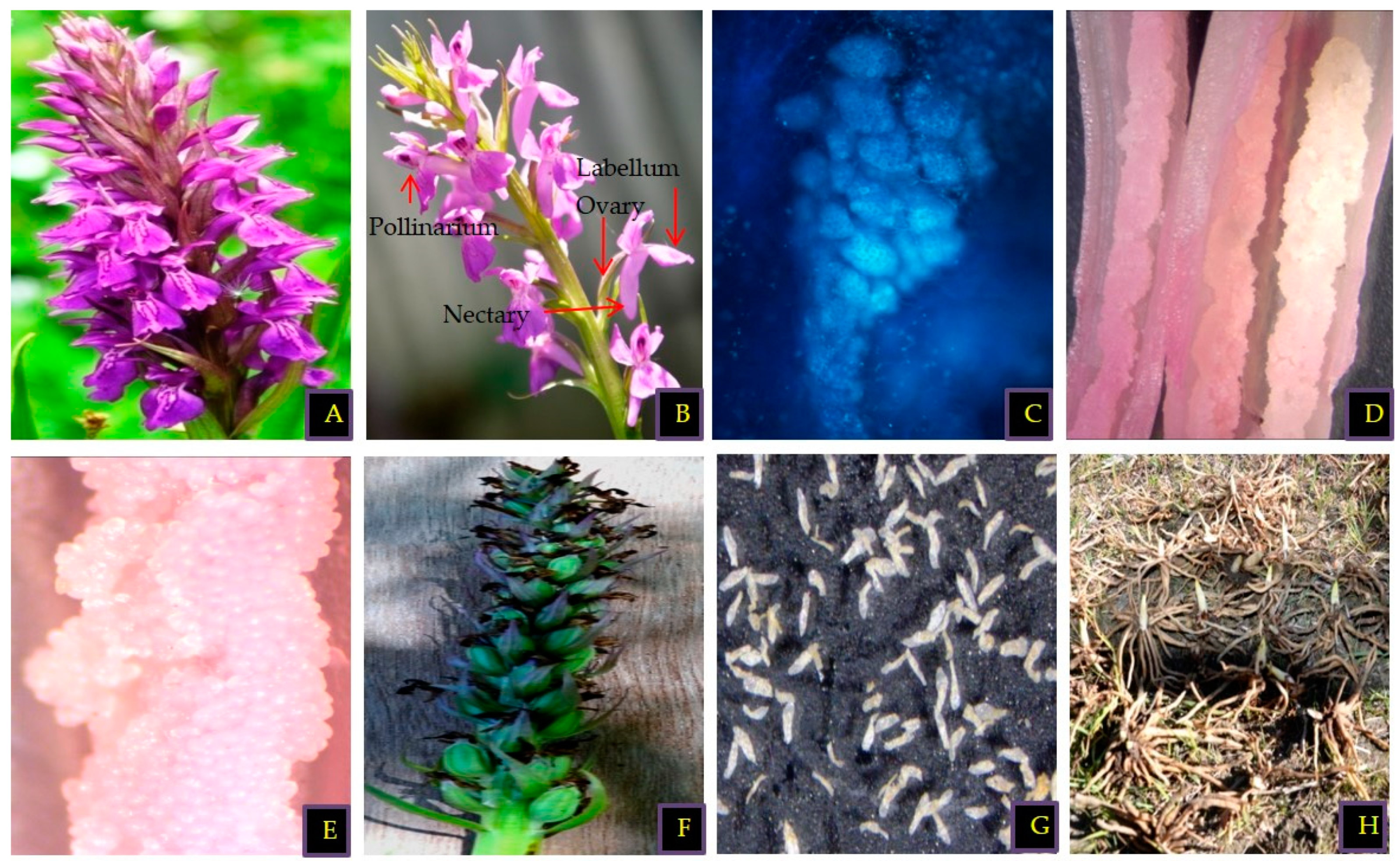 Plants 09 01644 g001 Plants 09 01644 g001