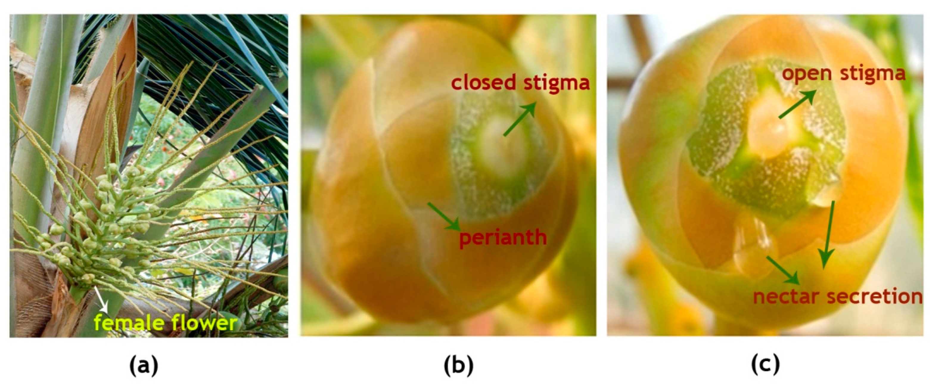 Plants 09 01651 g002 Plants 09 01651 g002