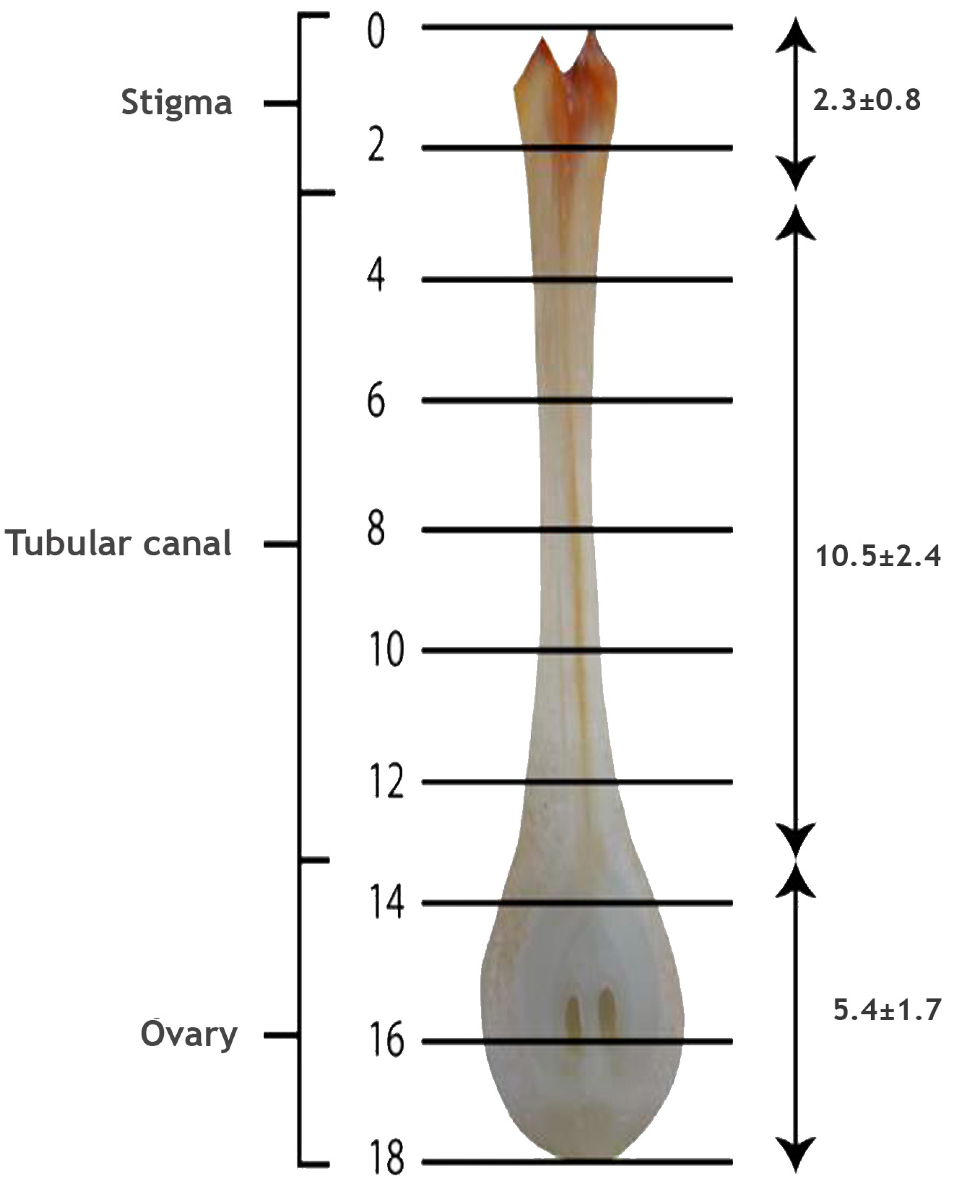 Plants 09 01651 g003 Plants 09 01651 g003