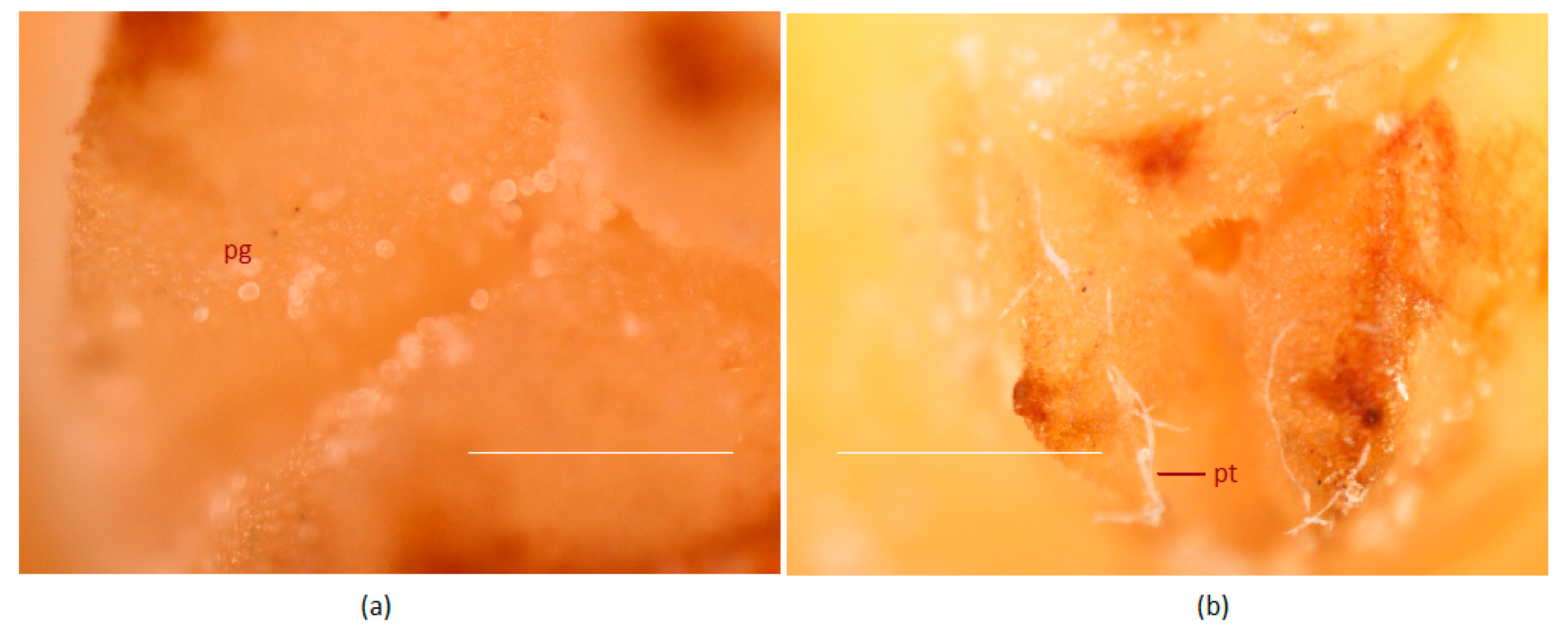 Plants 09 01651 g004 Plants 09 01651 g004