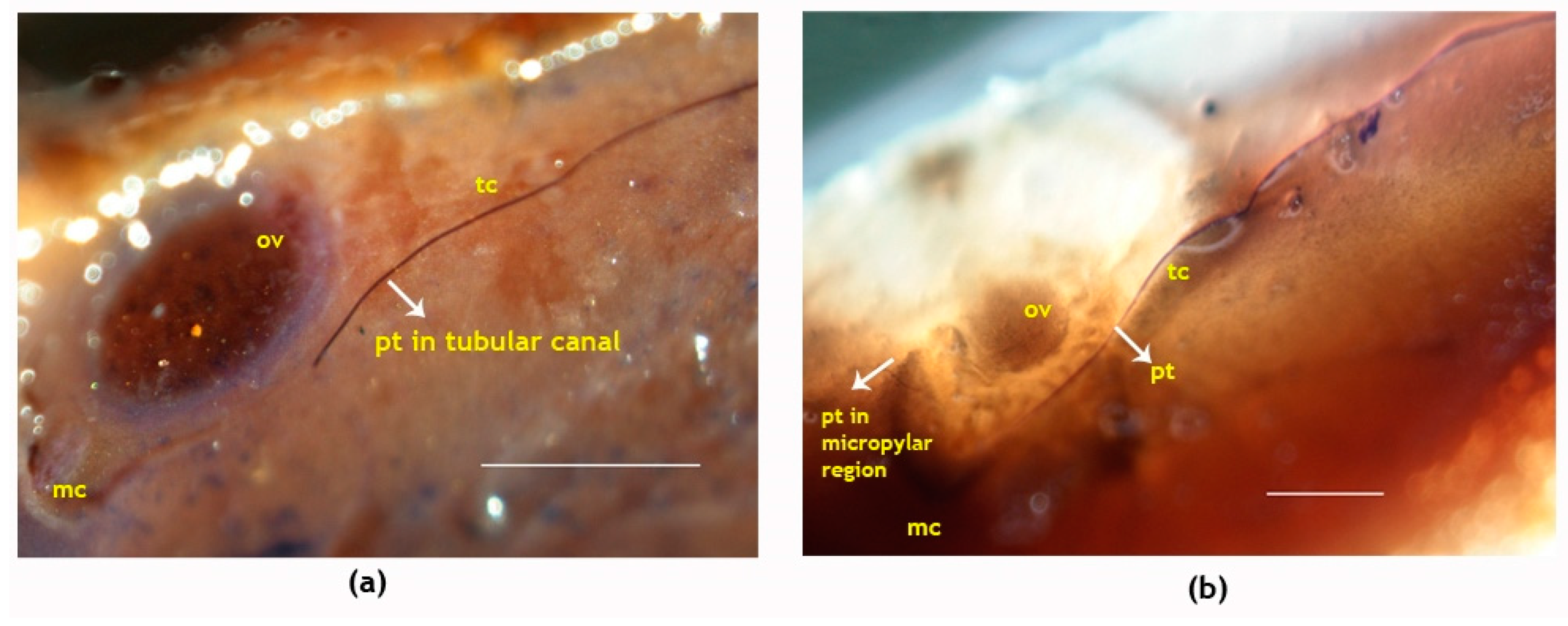 Plants 09 01651 g005 Plants 09 01651 g005