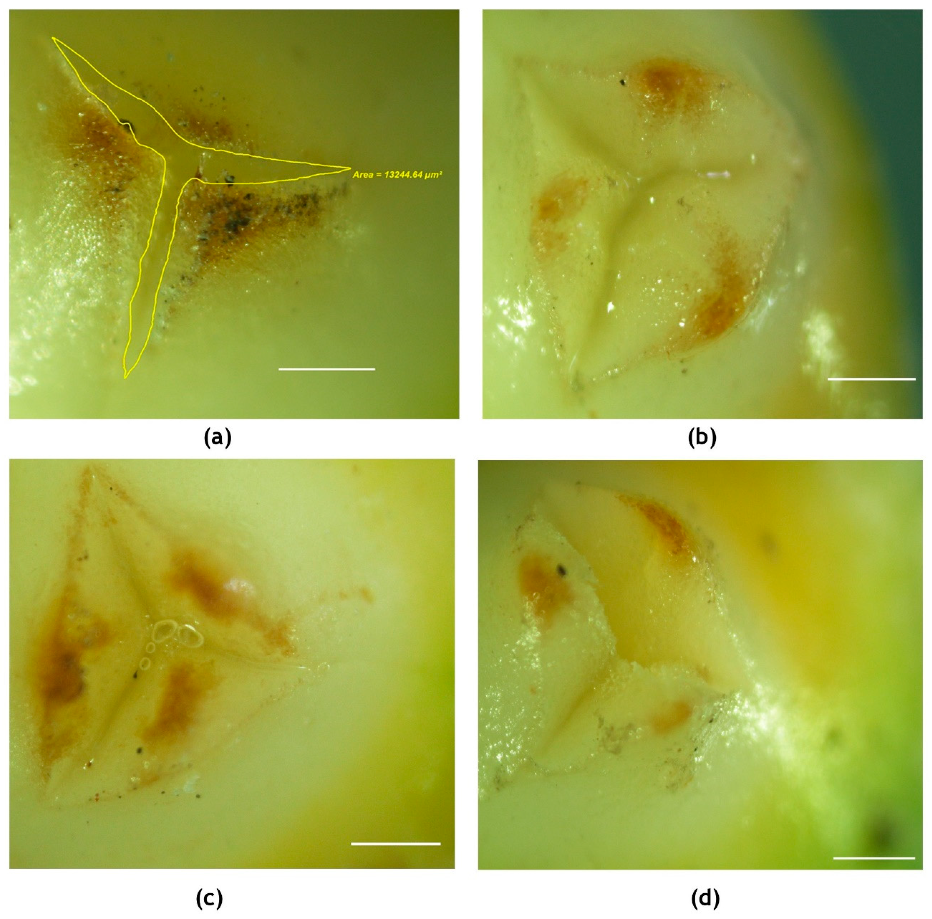 Plants 09 01651 g007 Plants 09 01651 g007