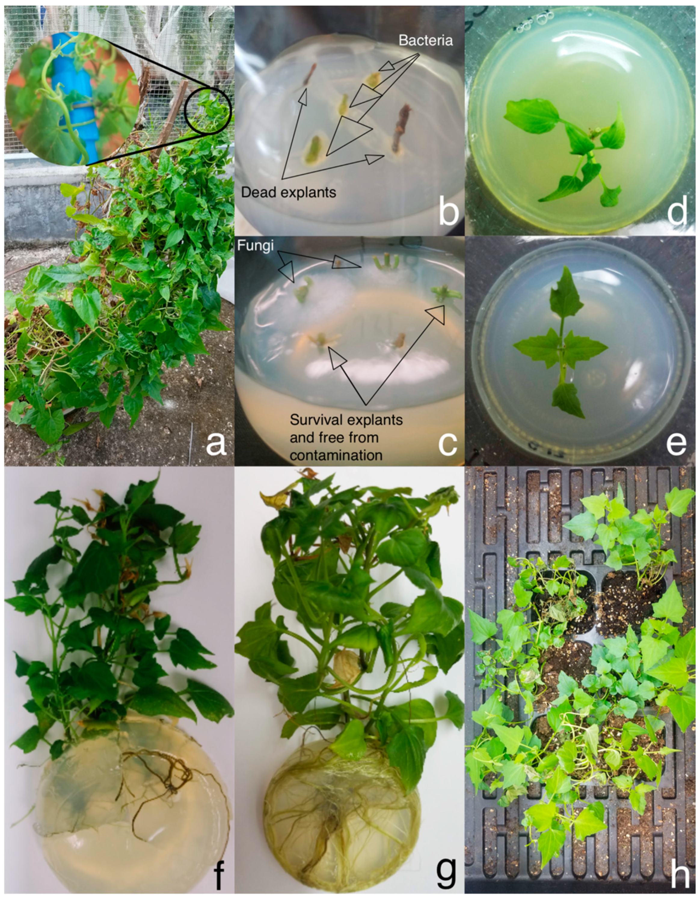 Plants 09 01665 g001