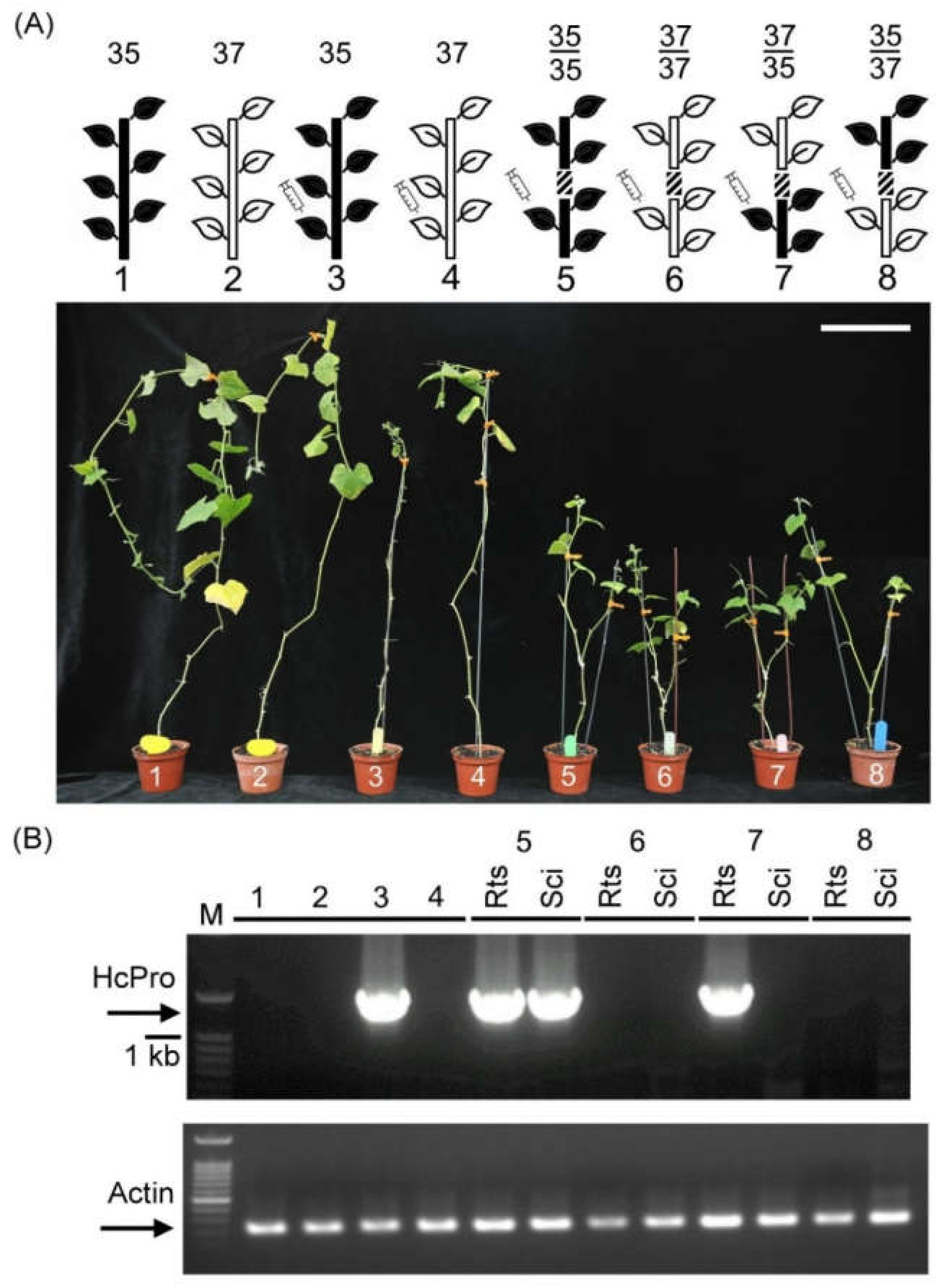 Plants 09 01666 g001 Plants 09 01666 g001