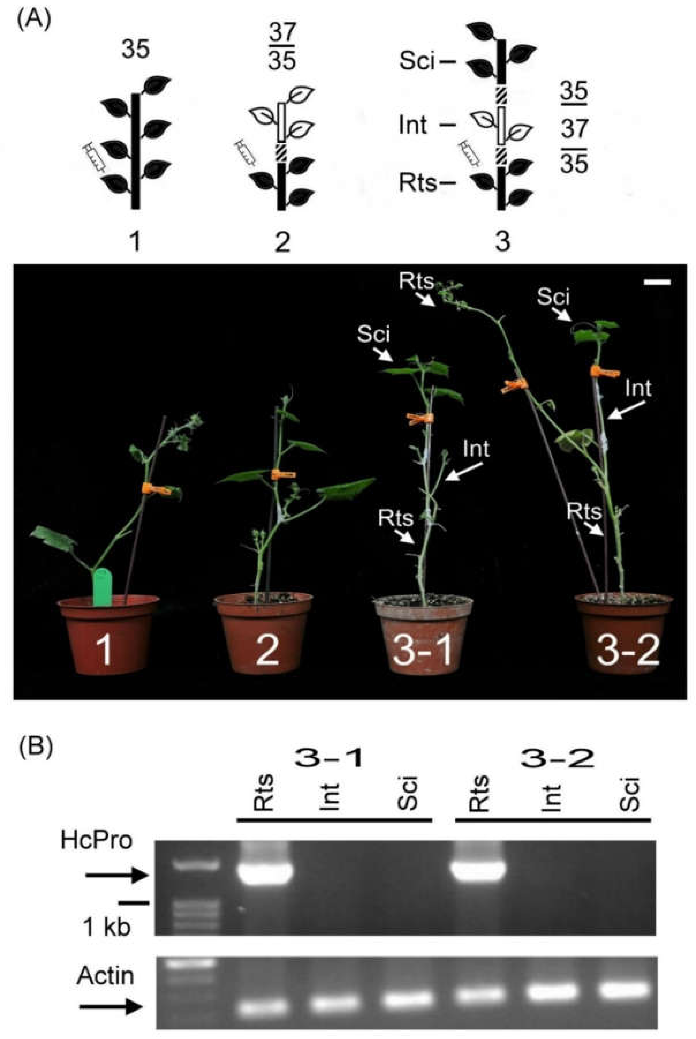 Plants 09 01666 g003 Plants 09 01666 g003