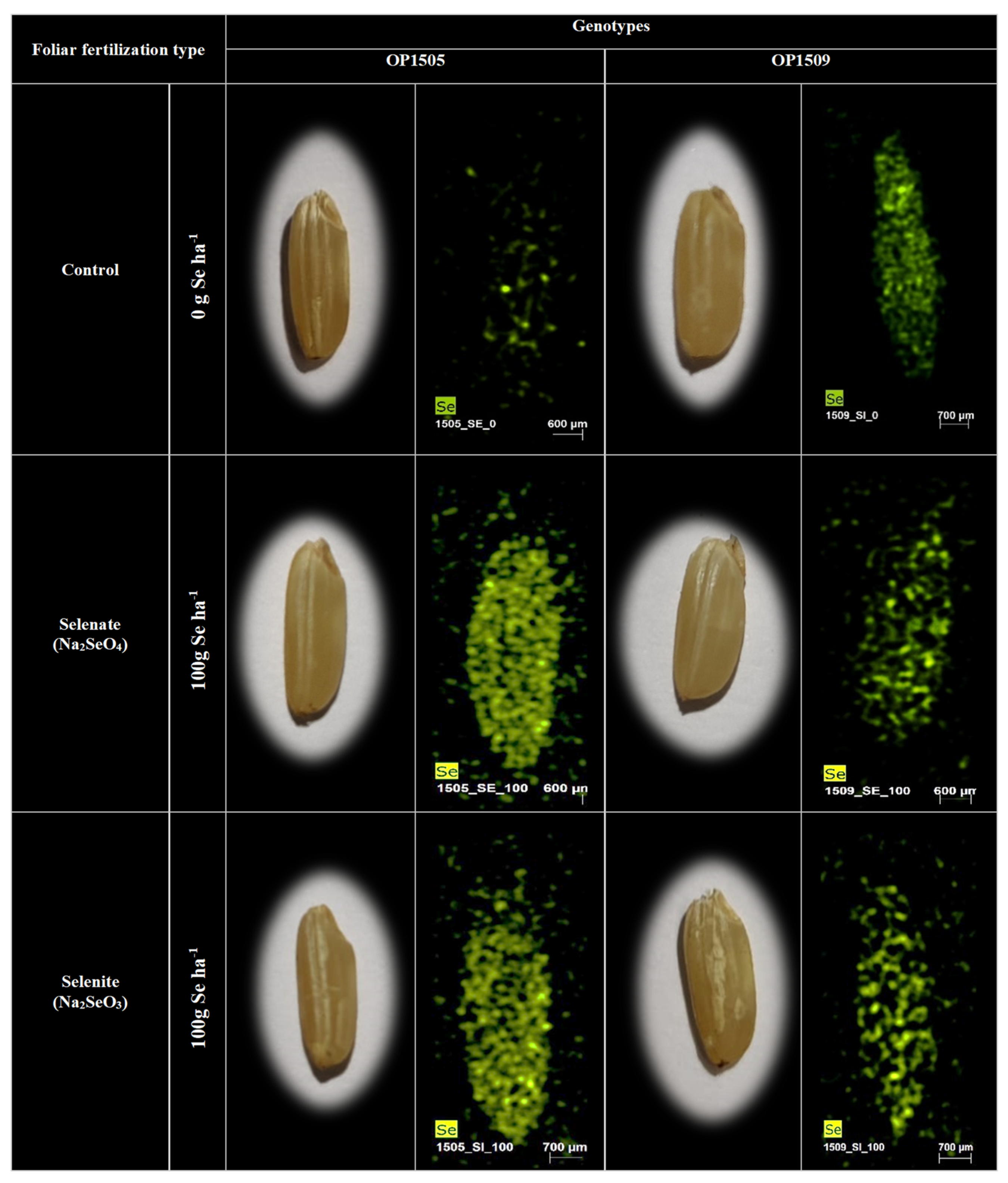 Plants 09 01670 g001