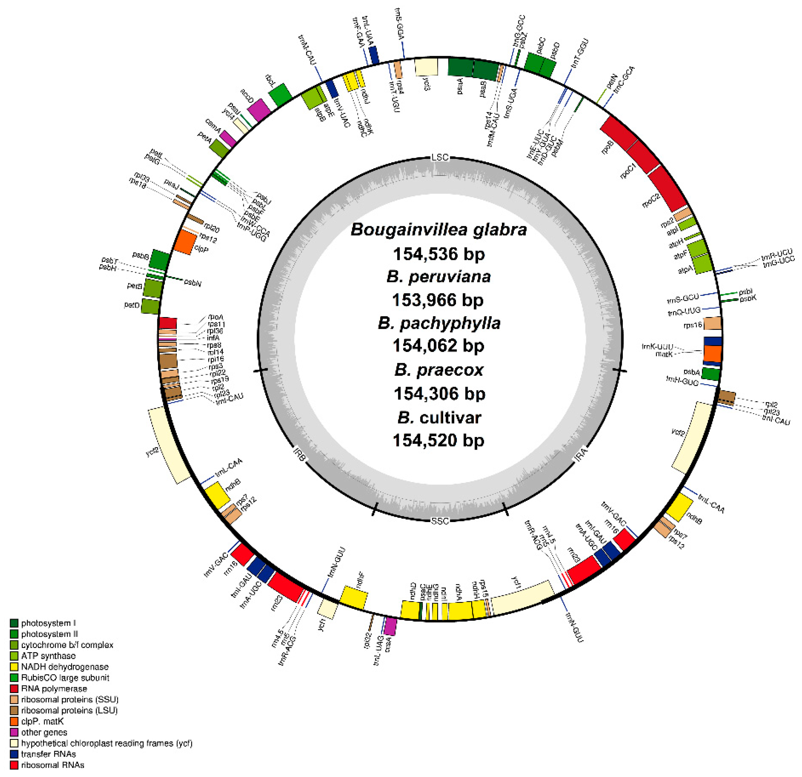 Plants 09 01671 g001