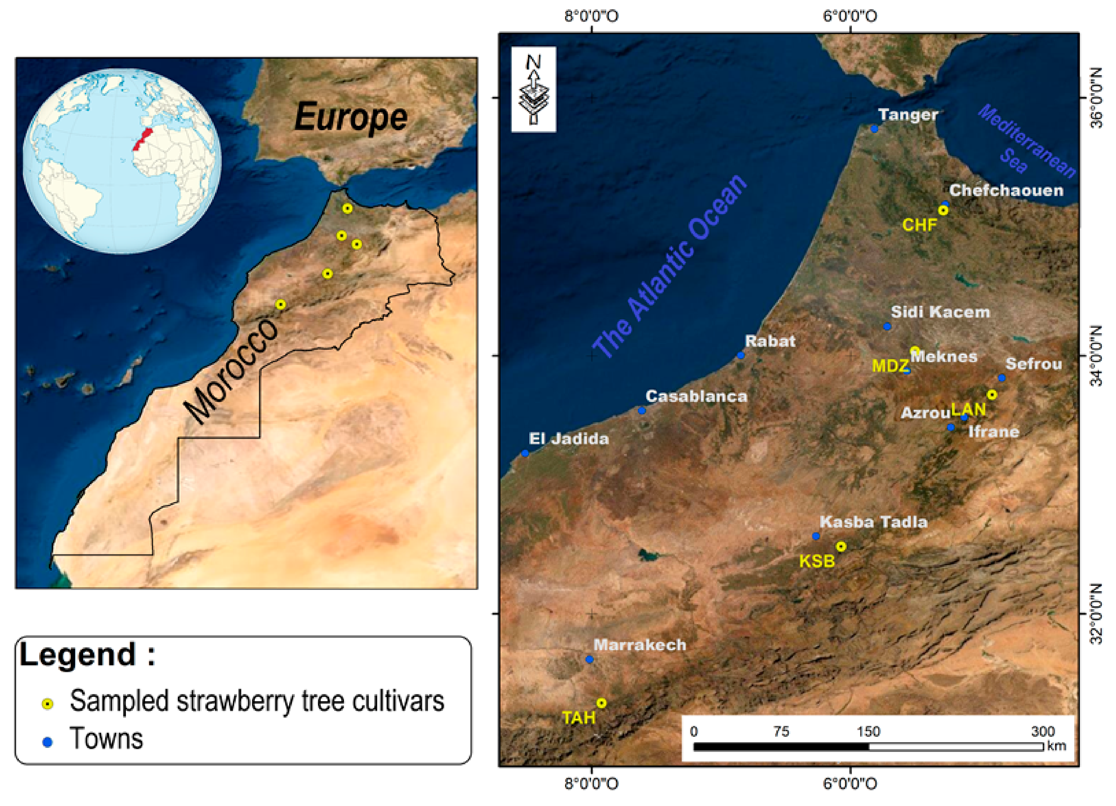 Plants 09 01677 g001
