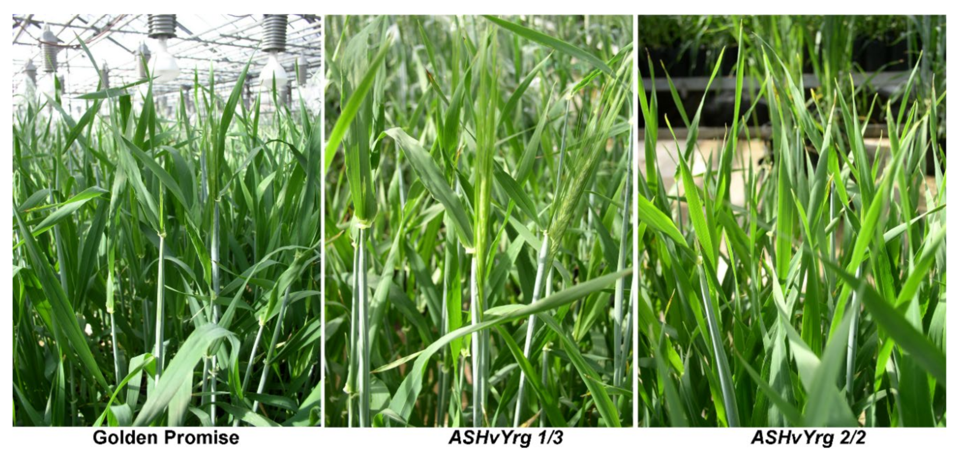 Plants 09 01693 g003