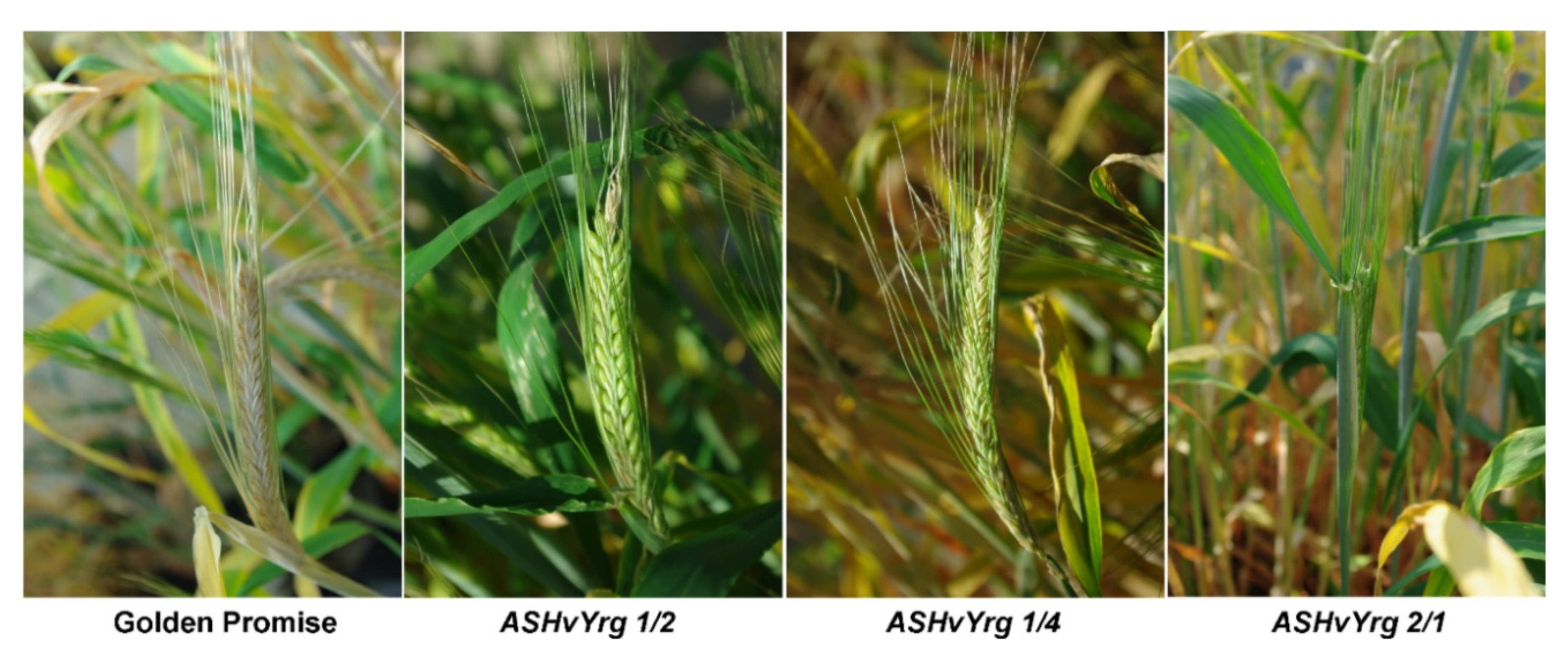 Plants 09 01693 g004