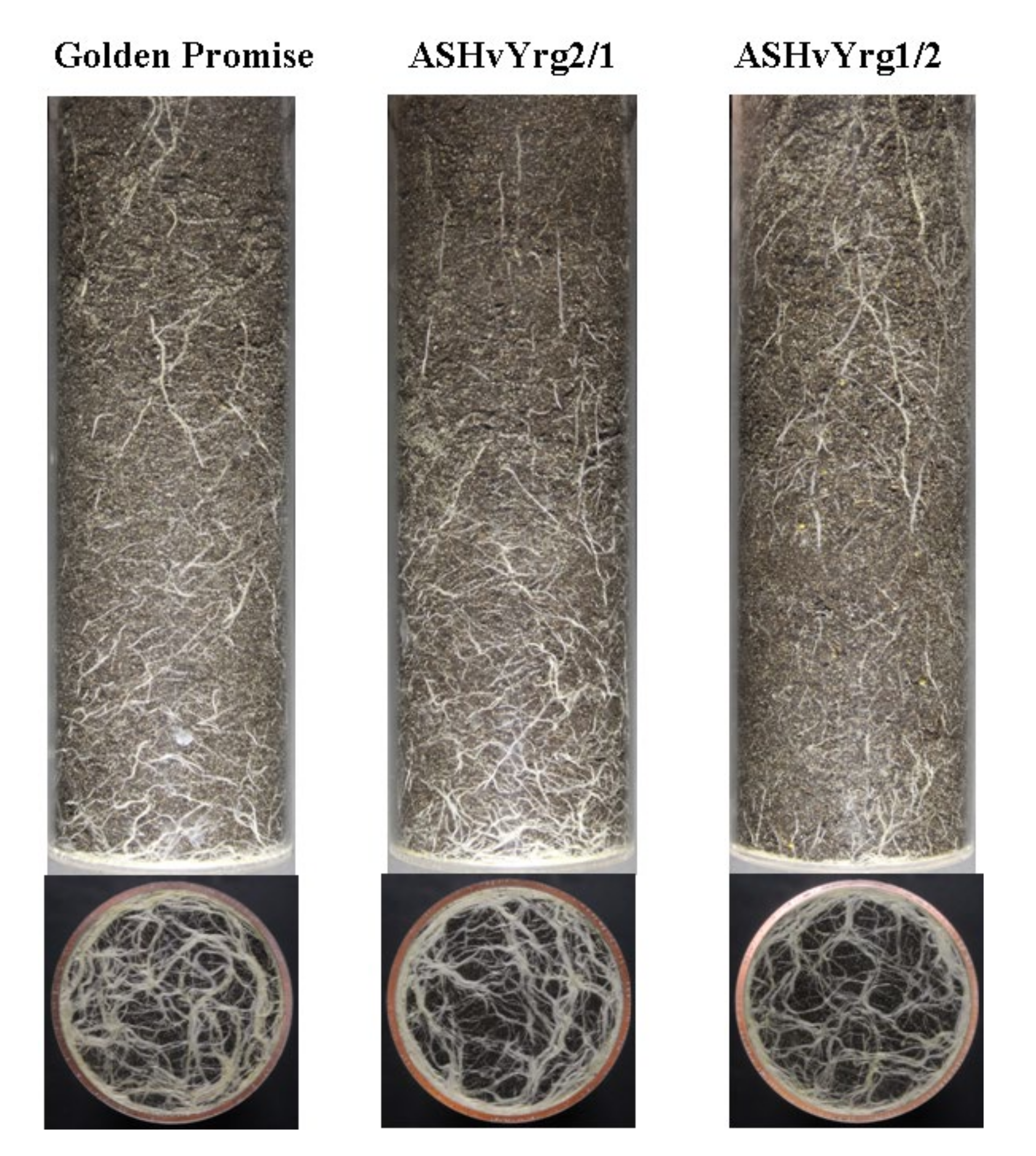 Plants 09 01693 g006