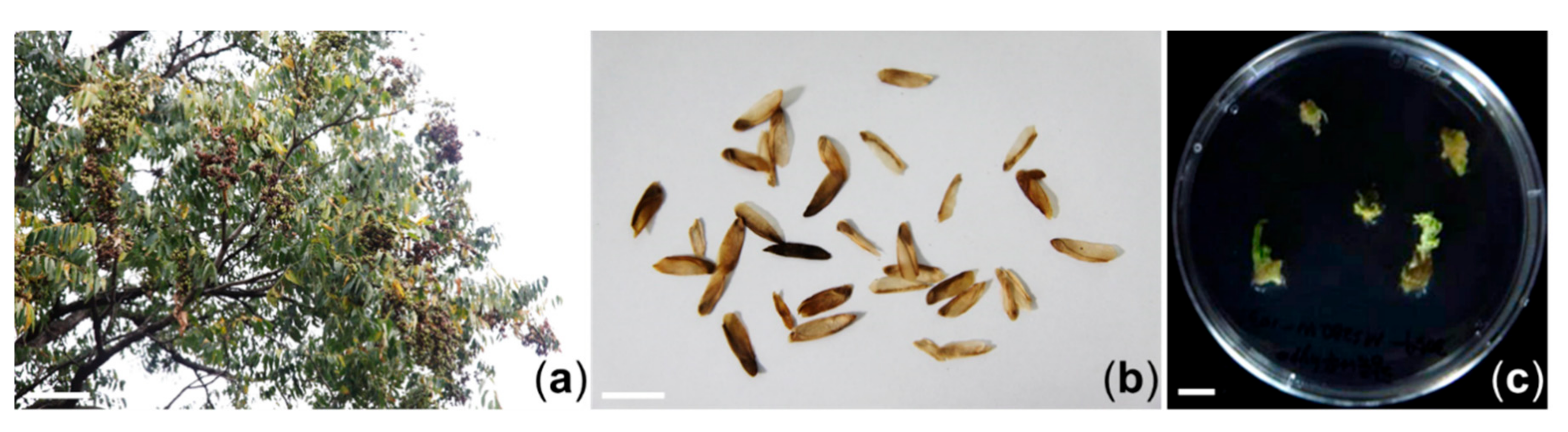 Plants 09 01701 g001