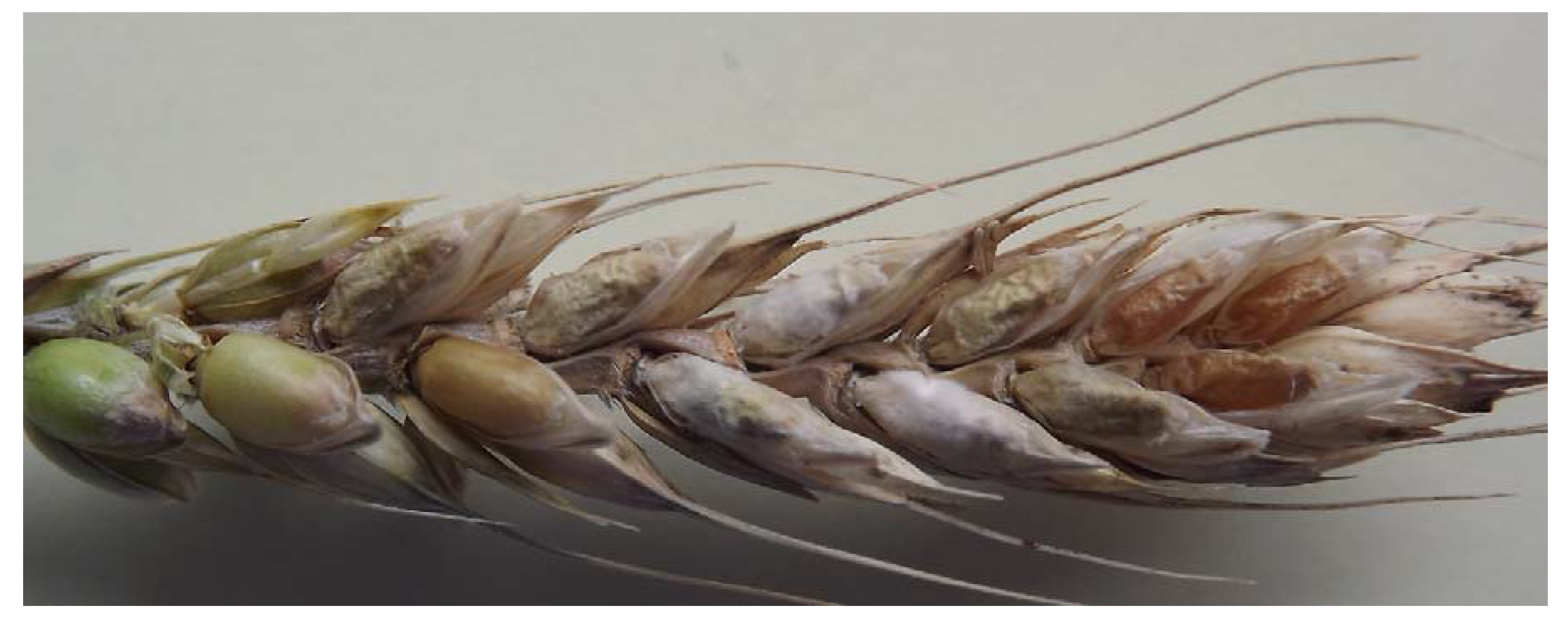 Plants 09 01702 g014