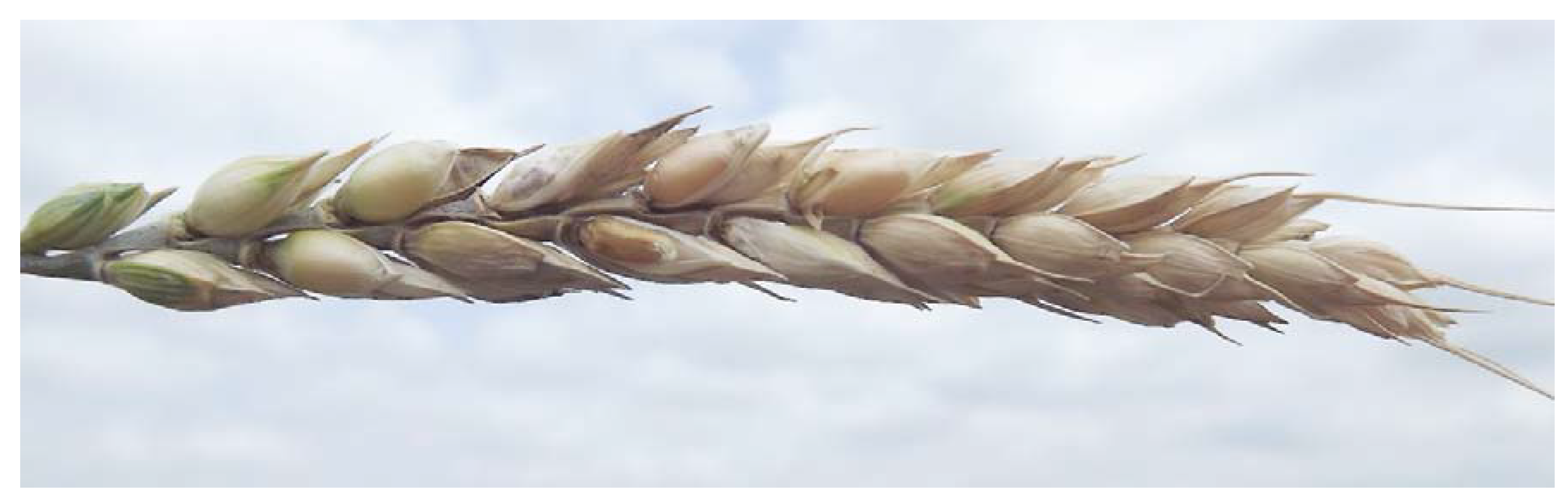 Plants 09 01702 g015