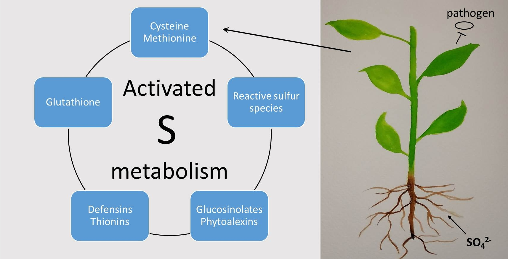 Plants Free FullText The Versatile Roles of Sulfur