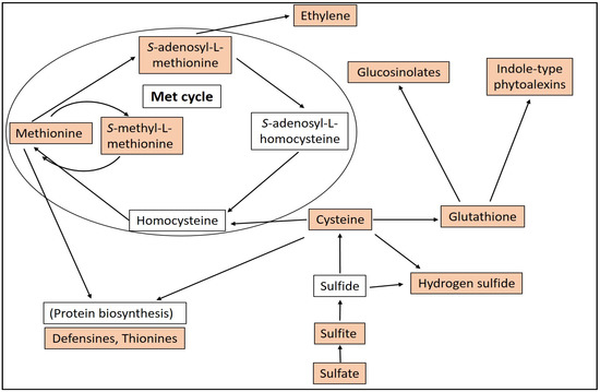 Plants Free Full Text The Versatile Roles Of Sulfur Containing Biomolecules In Plant Defense A Road To Disease Resistance Html