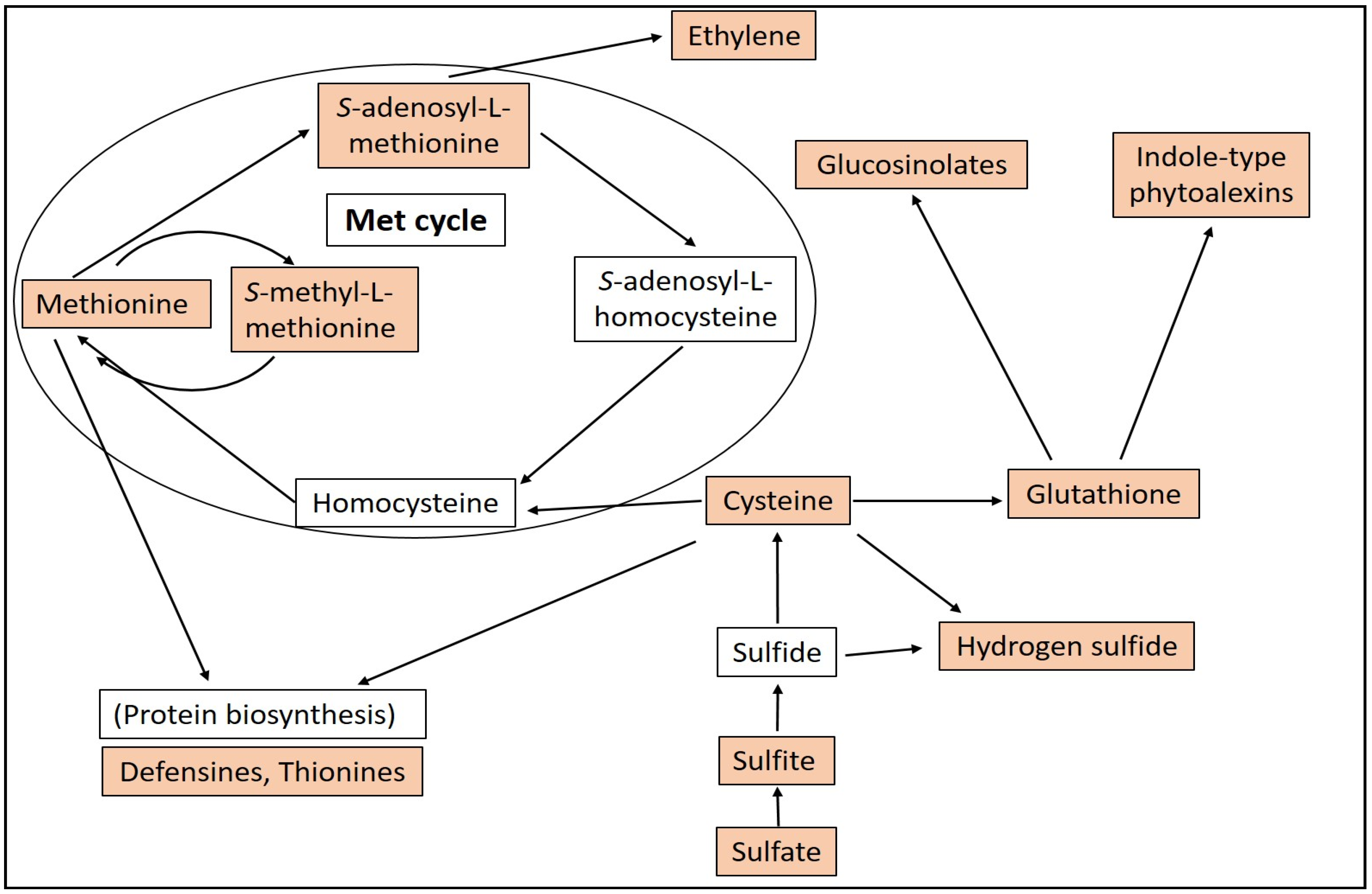 Plants 09 01705 g001 Plants 09 01705 g001