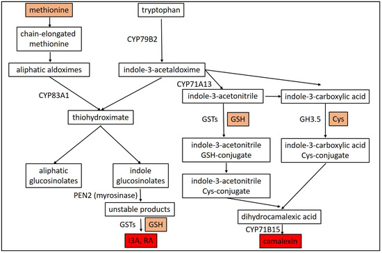 Plants Free Full Text The Versatile Roles Of Sulfur Containing Biomolecules In Plant Defense A Road To Disease Resistance Html