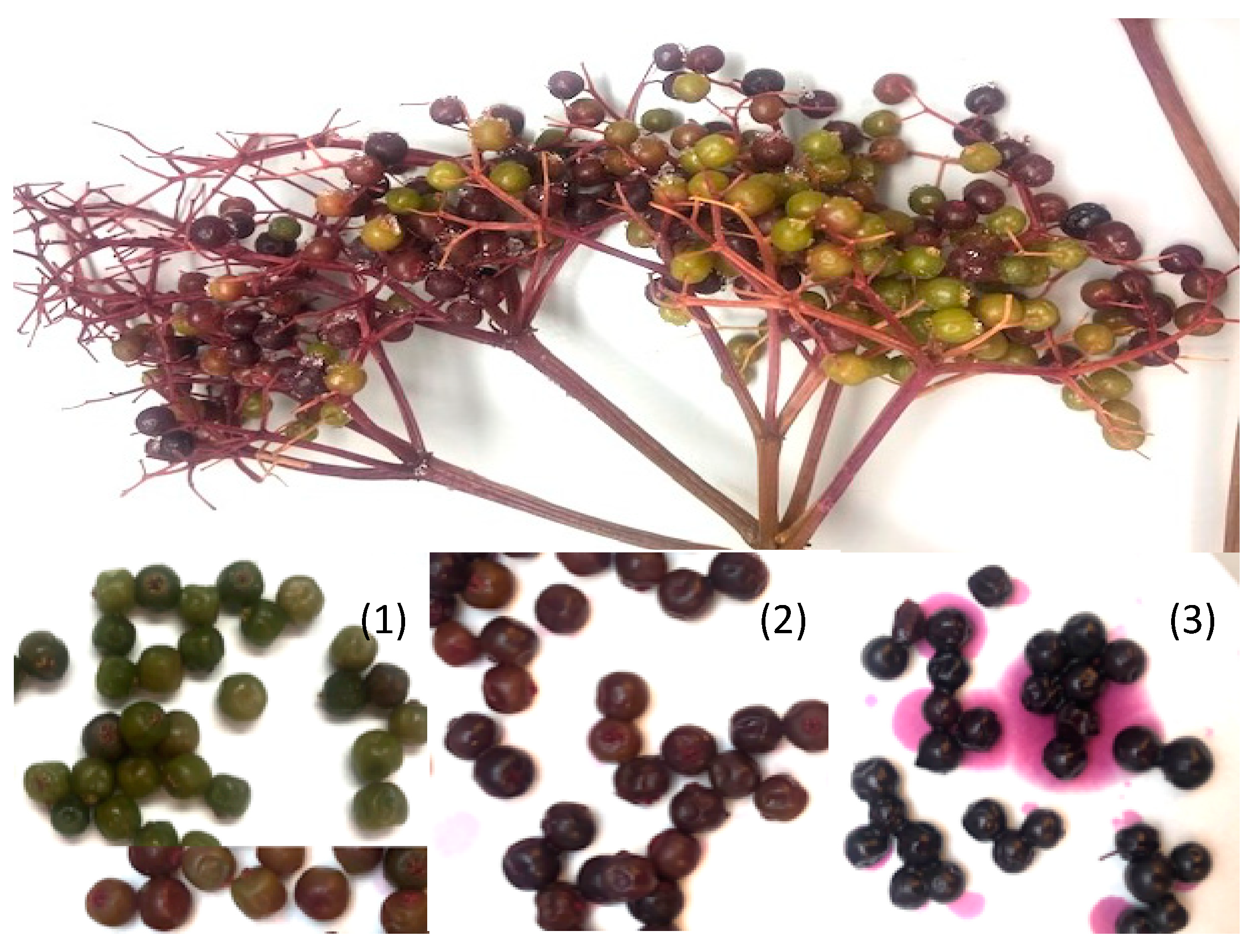 Plants 09 01721 g004 Plants 09 01721 g004