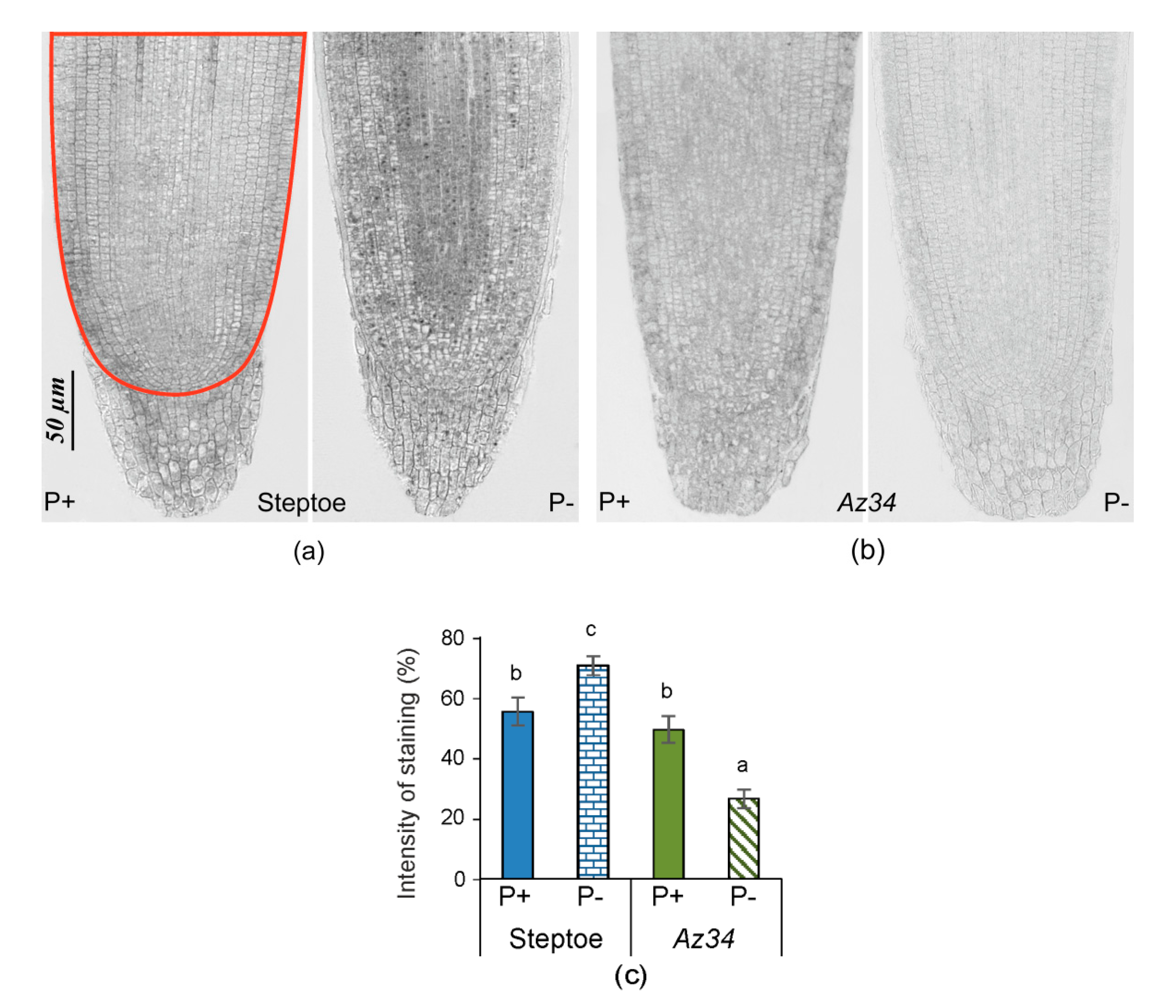 Plants 09 01722 g005 Plants 09 01722 g005