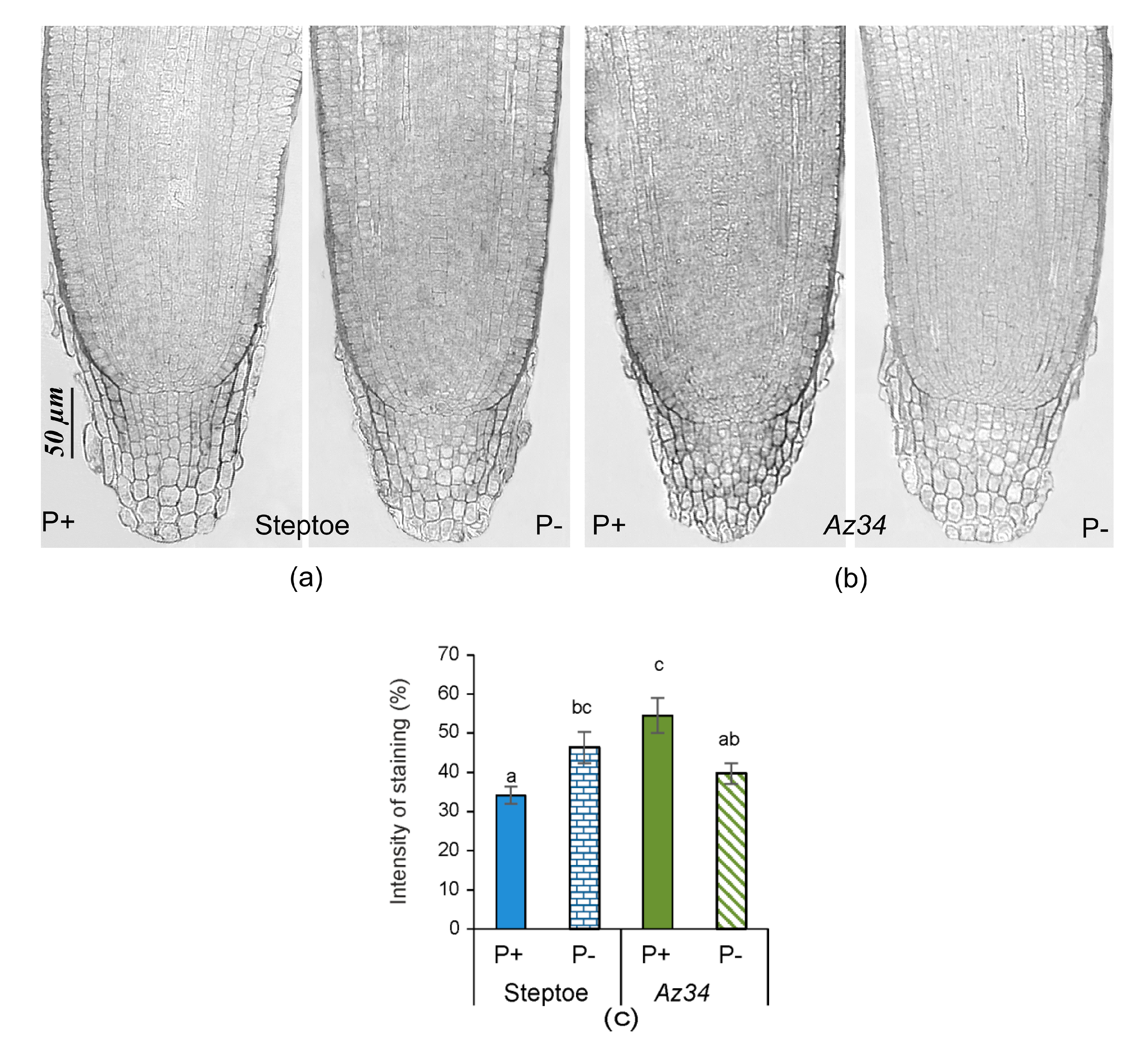 Plants 09 01722 g007 Plants 09 01722 g007