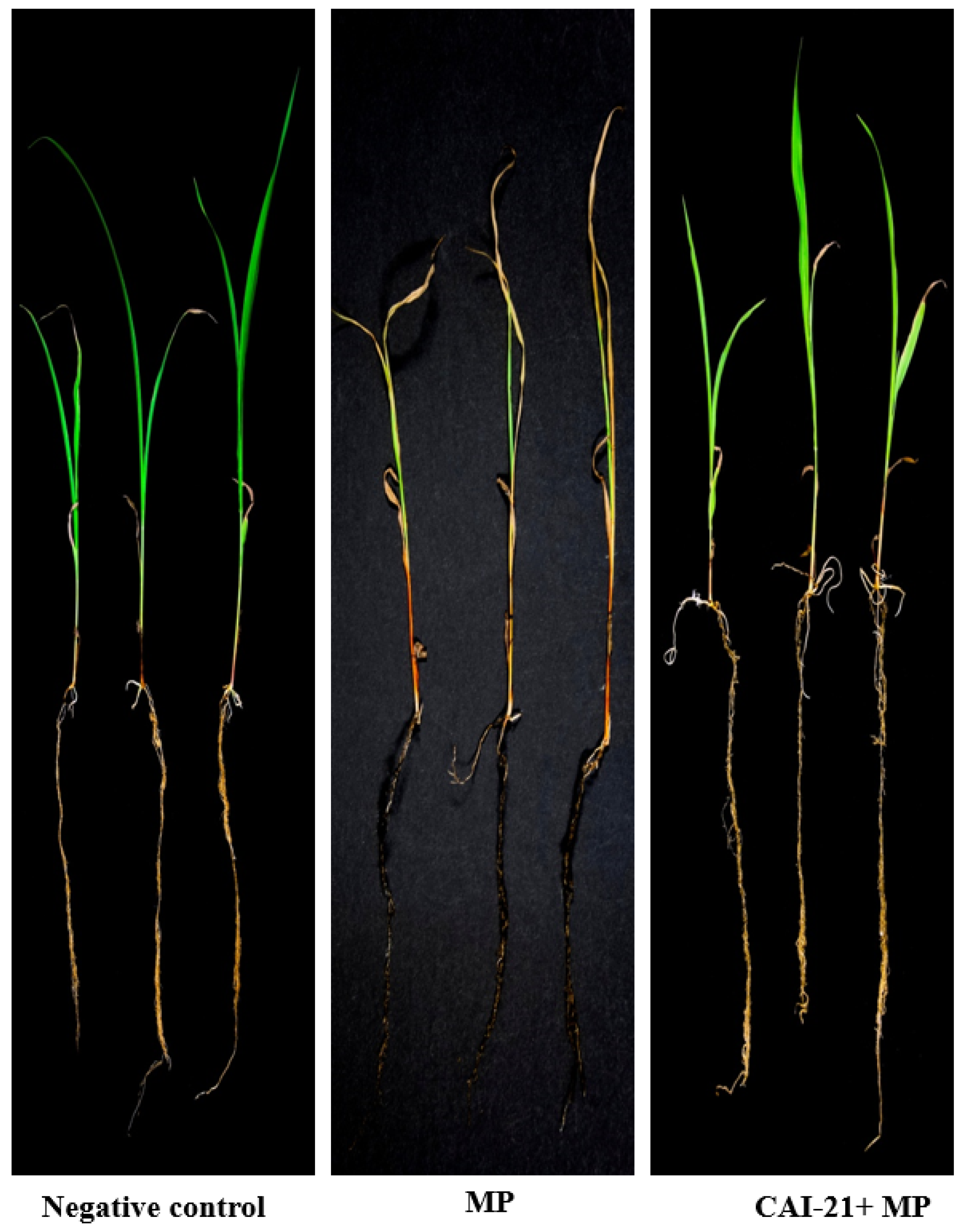 Plants 09 01727 g003