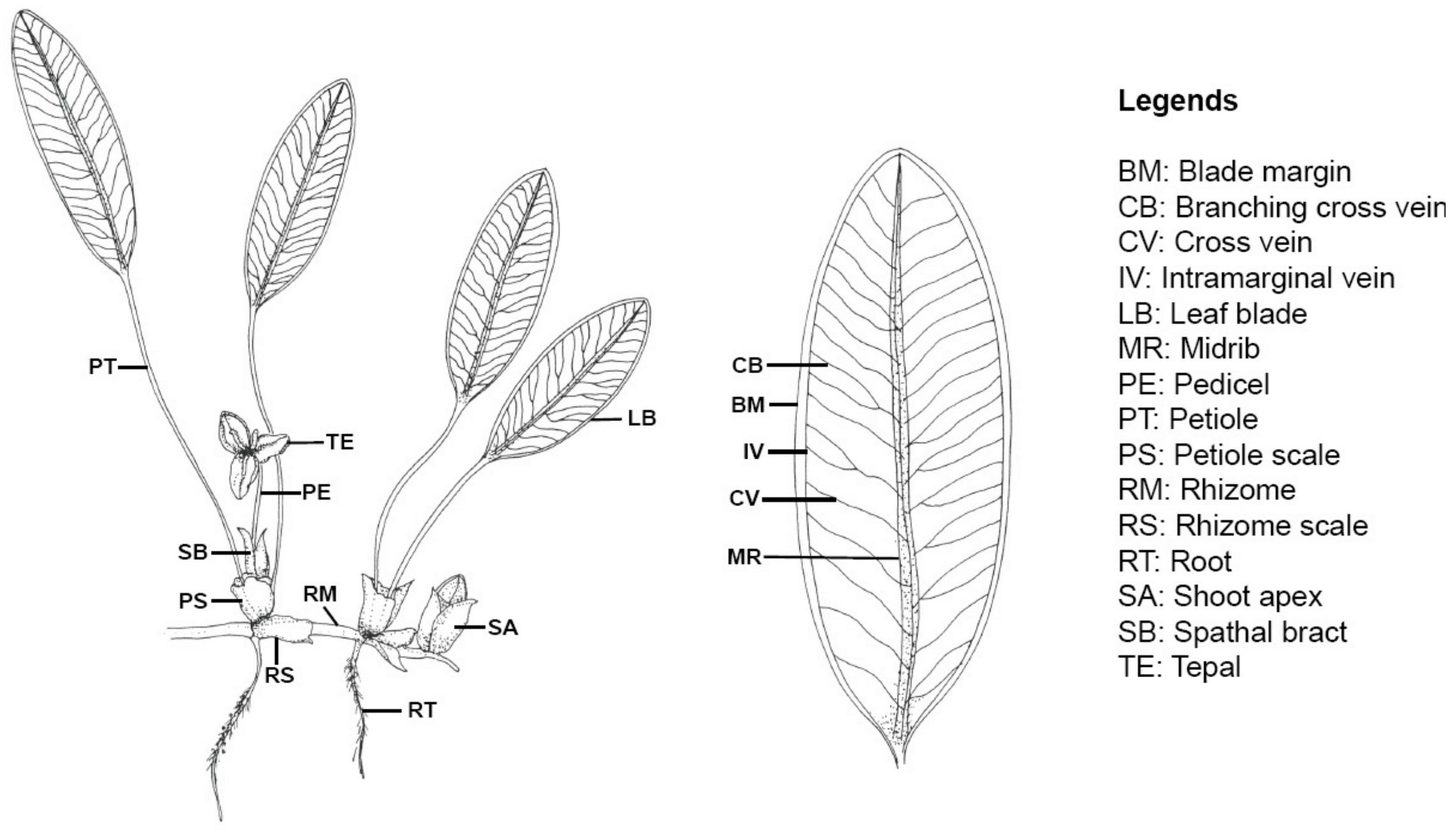 Plants 09 01732 g002