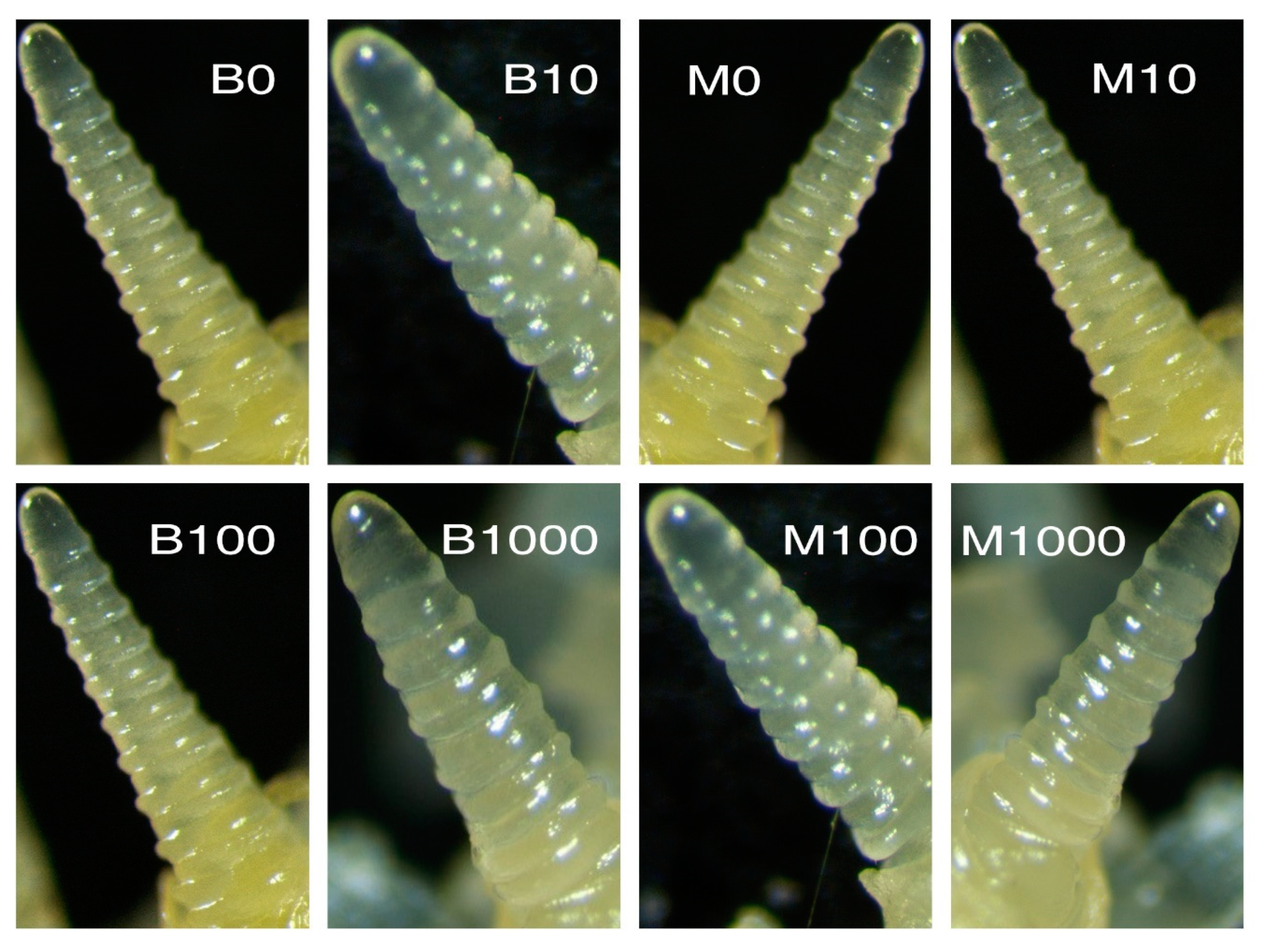 Plants 09 01735 g004