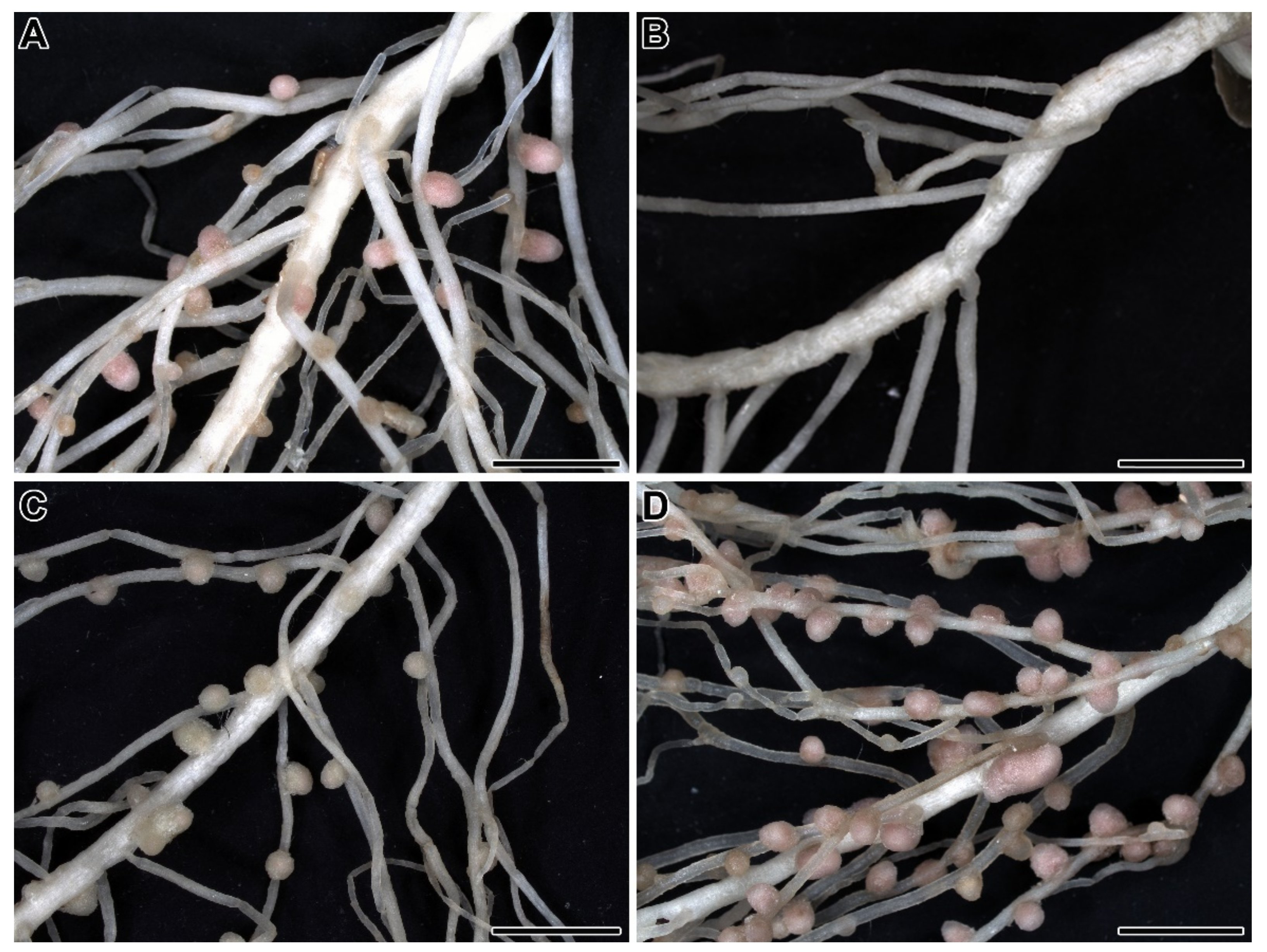 Plants 09 01741 g001 Plants 09 01741 g001