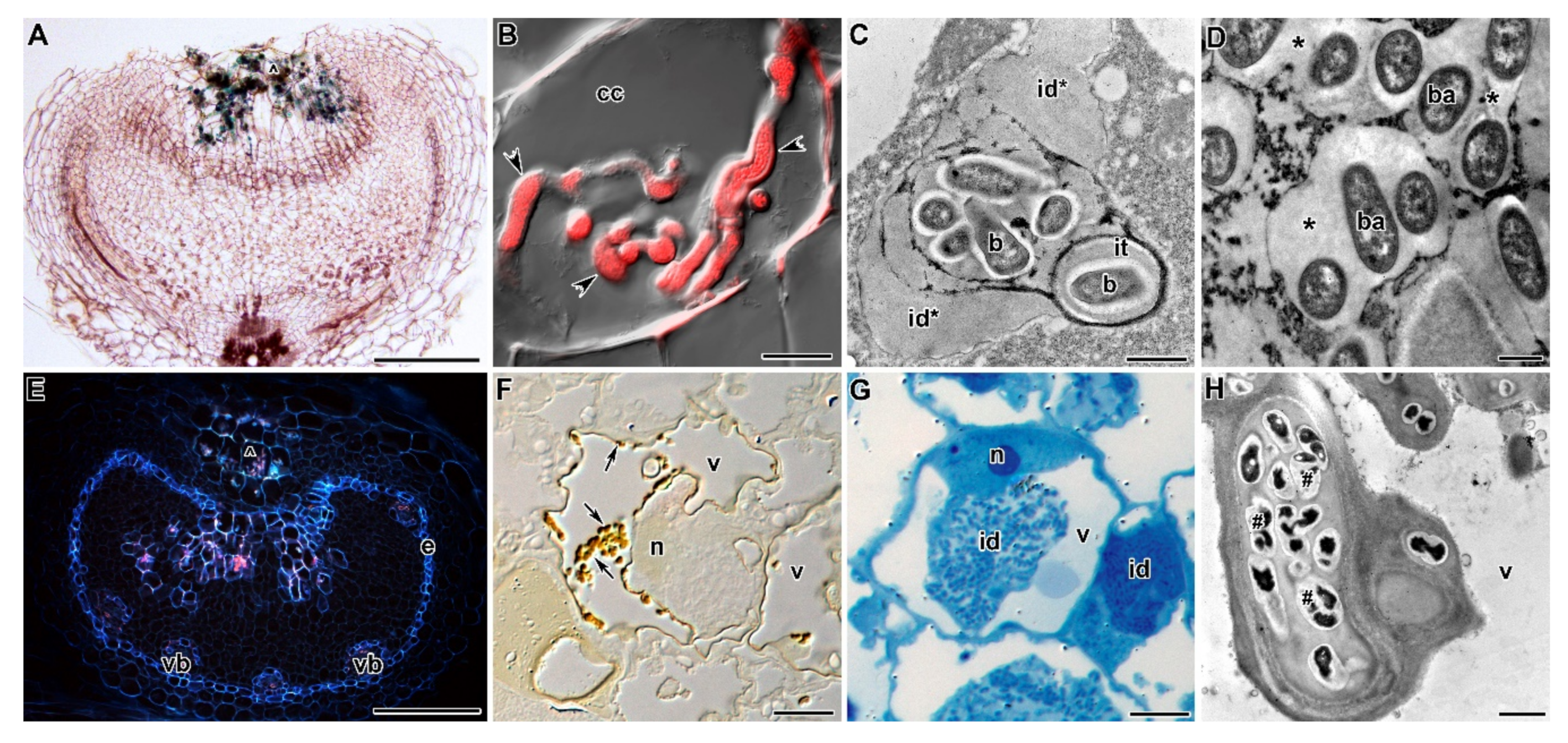 Plants 09 01741 g002 Plants 09 01741 g002