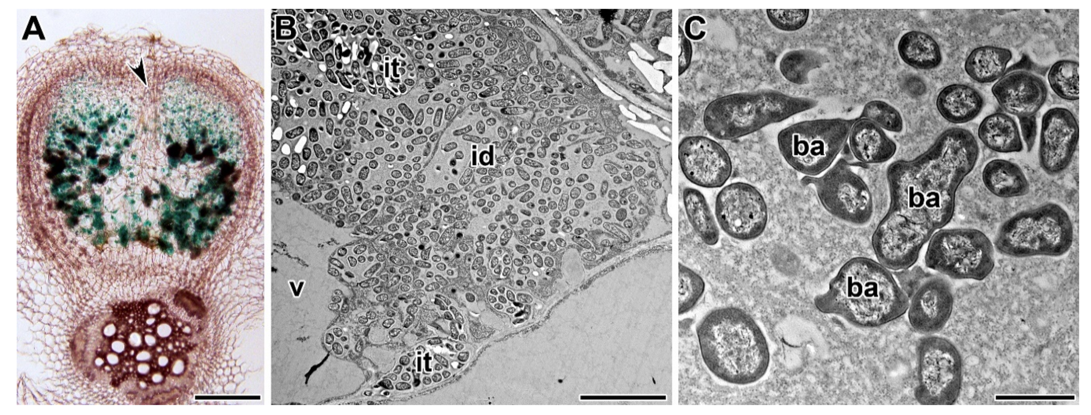Plants 09 01741 g003 Plants 09 01741 g003