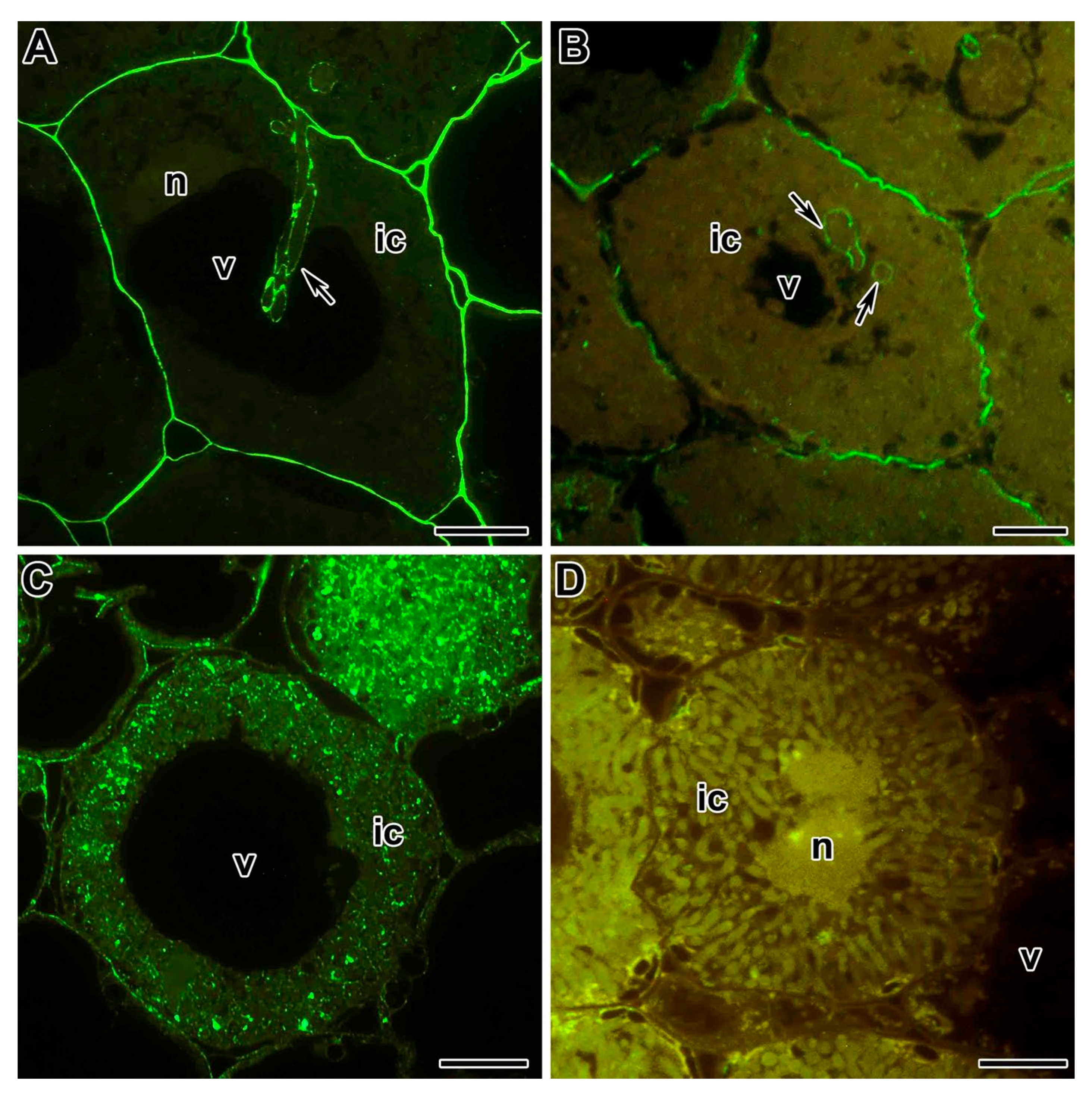 Plants 09 01741 g004 Plants 09 01741 g004